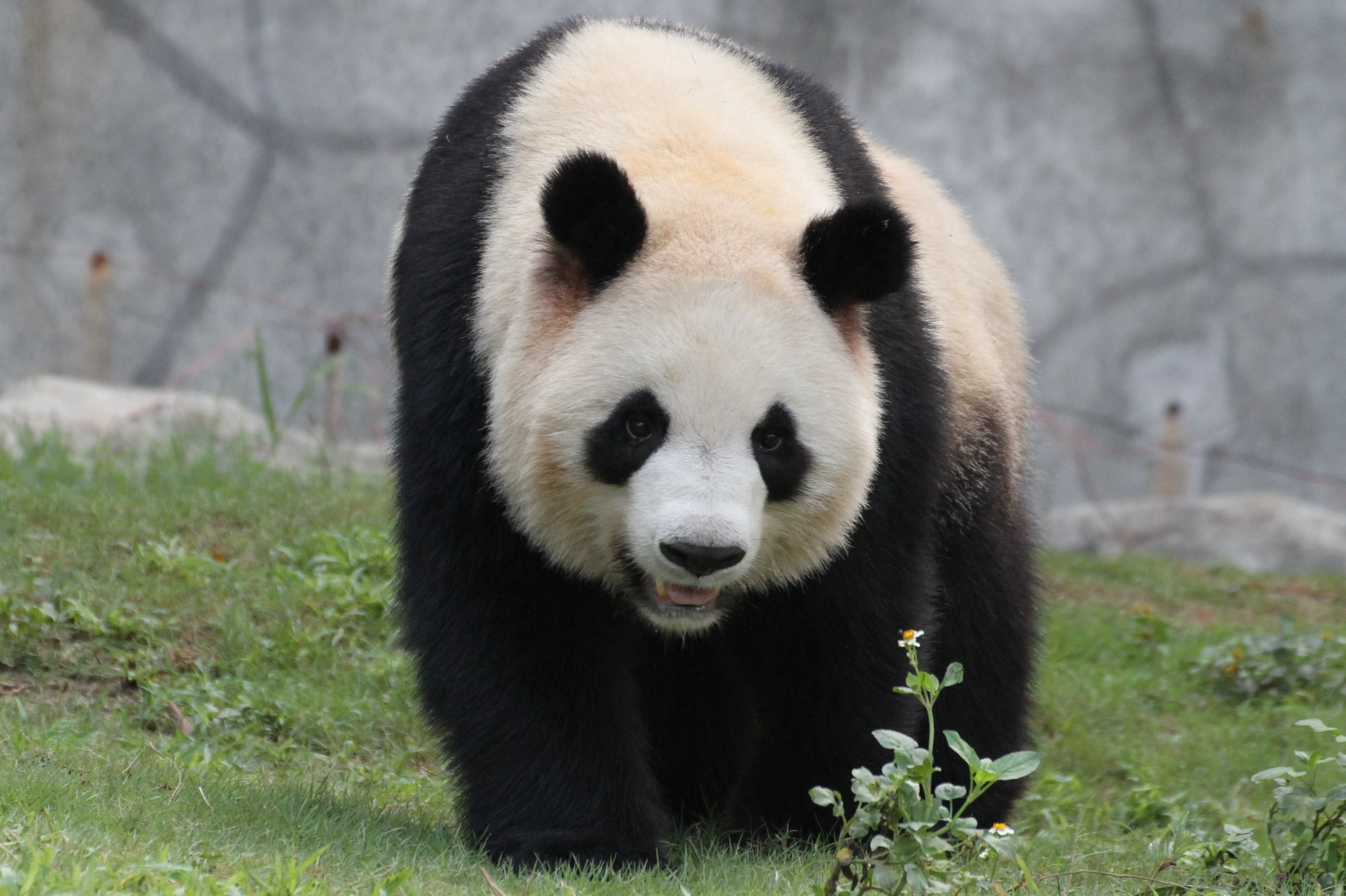Shenzhen Safari Park