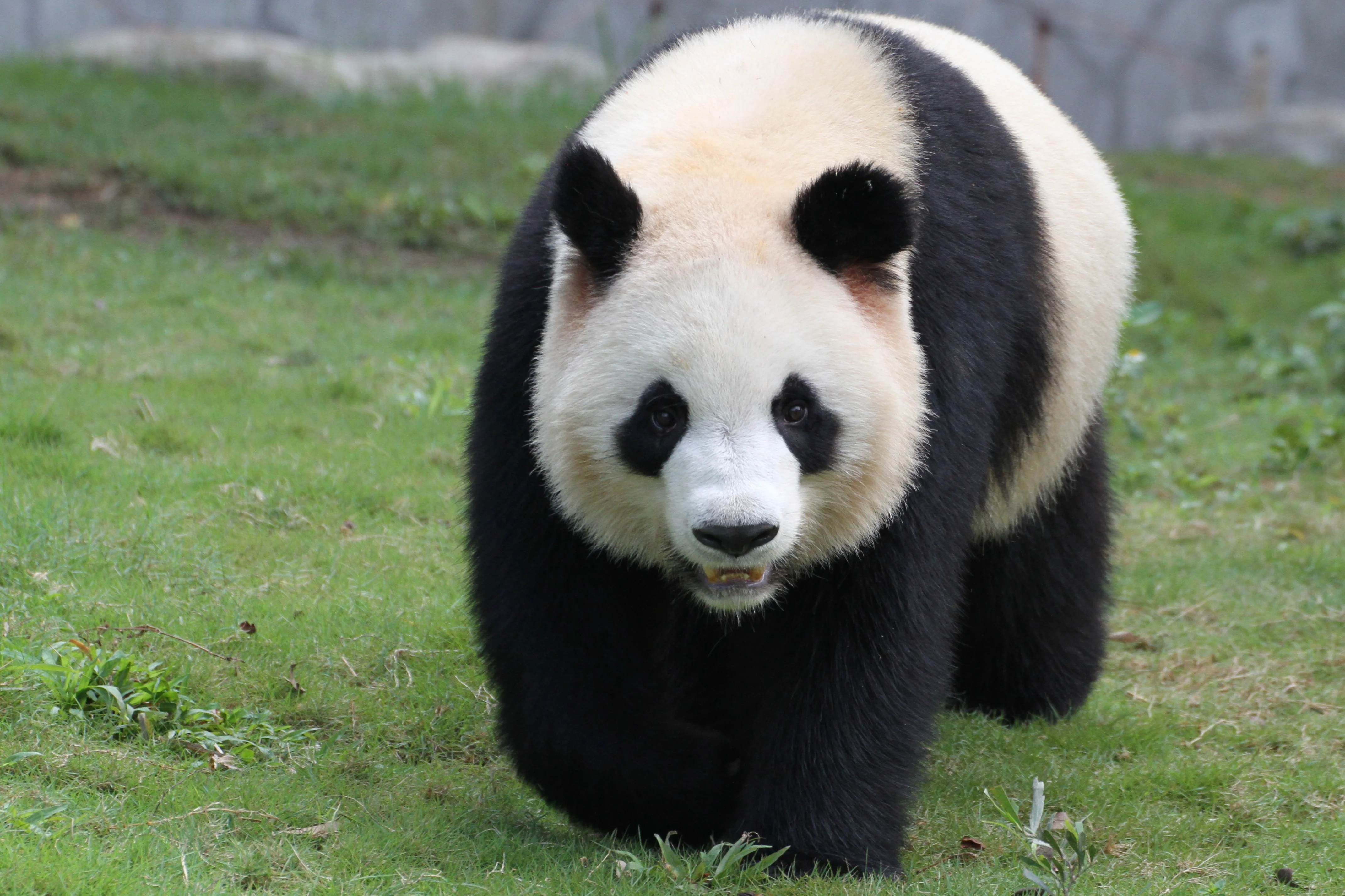 Shenzhen Safari Park