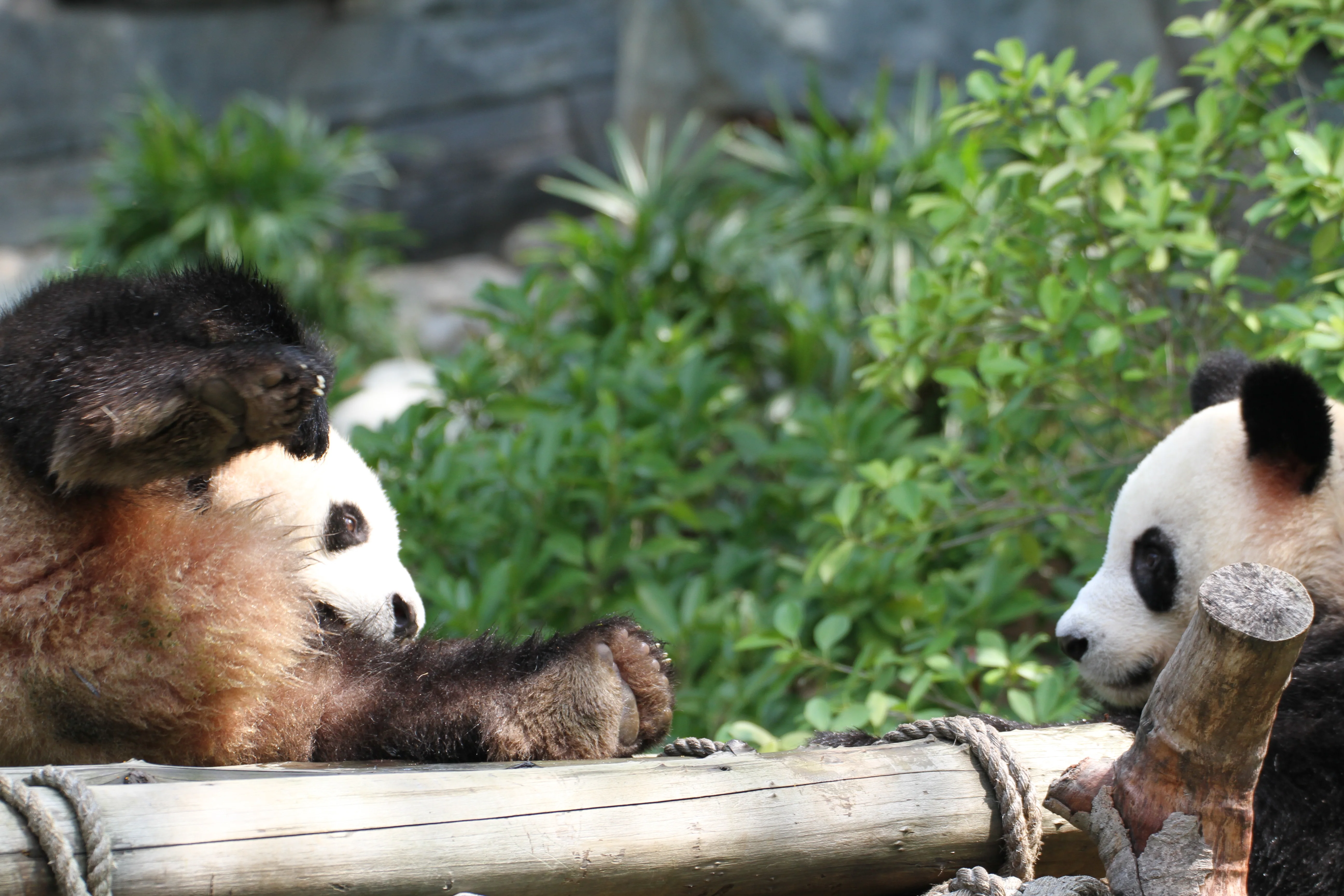 Shenzhen Safari Park