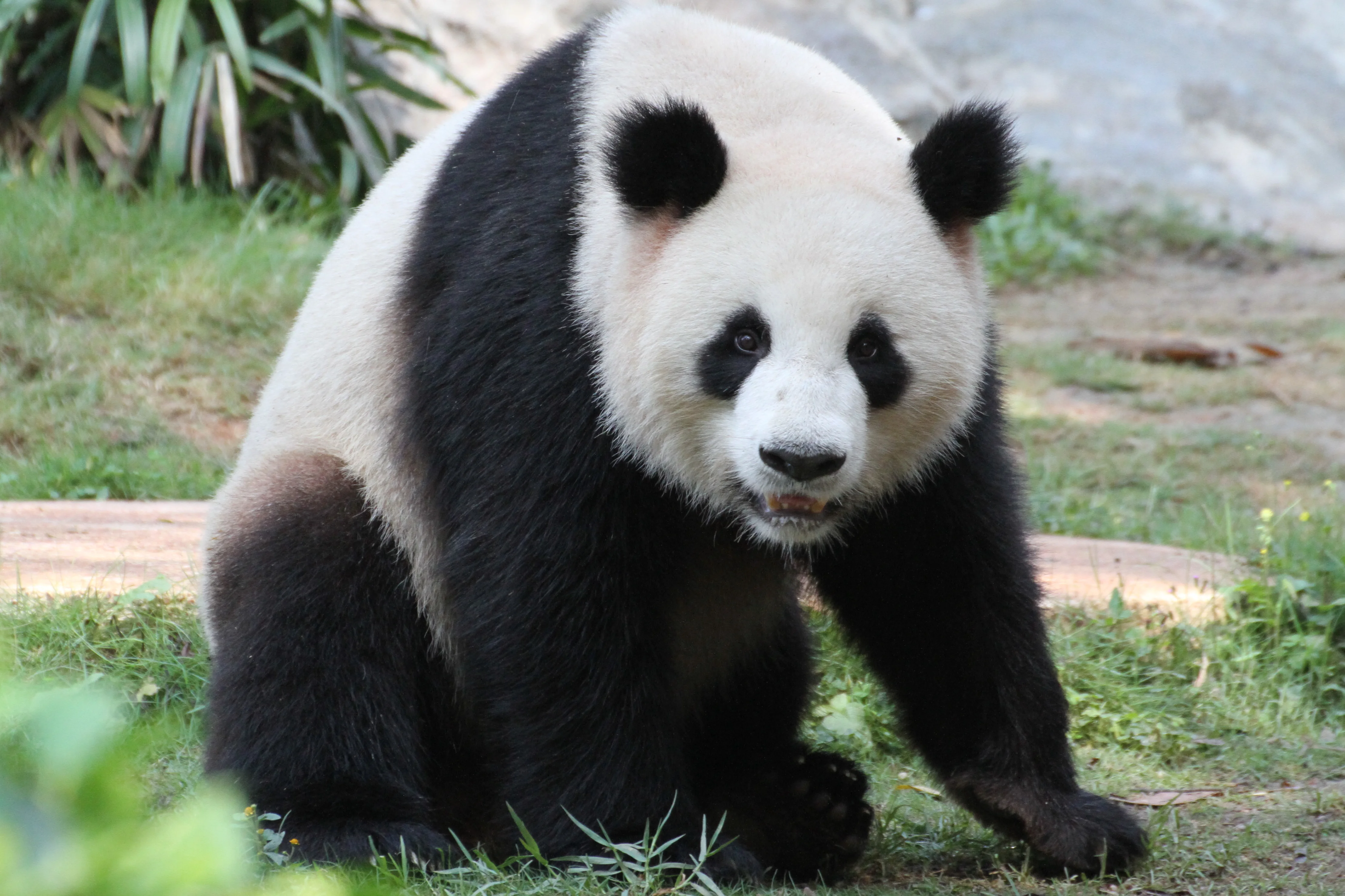 Shenzhen Safari Park