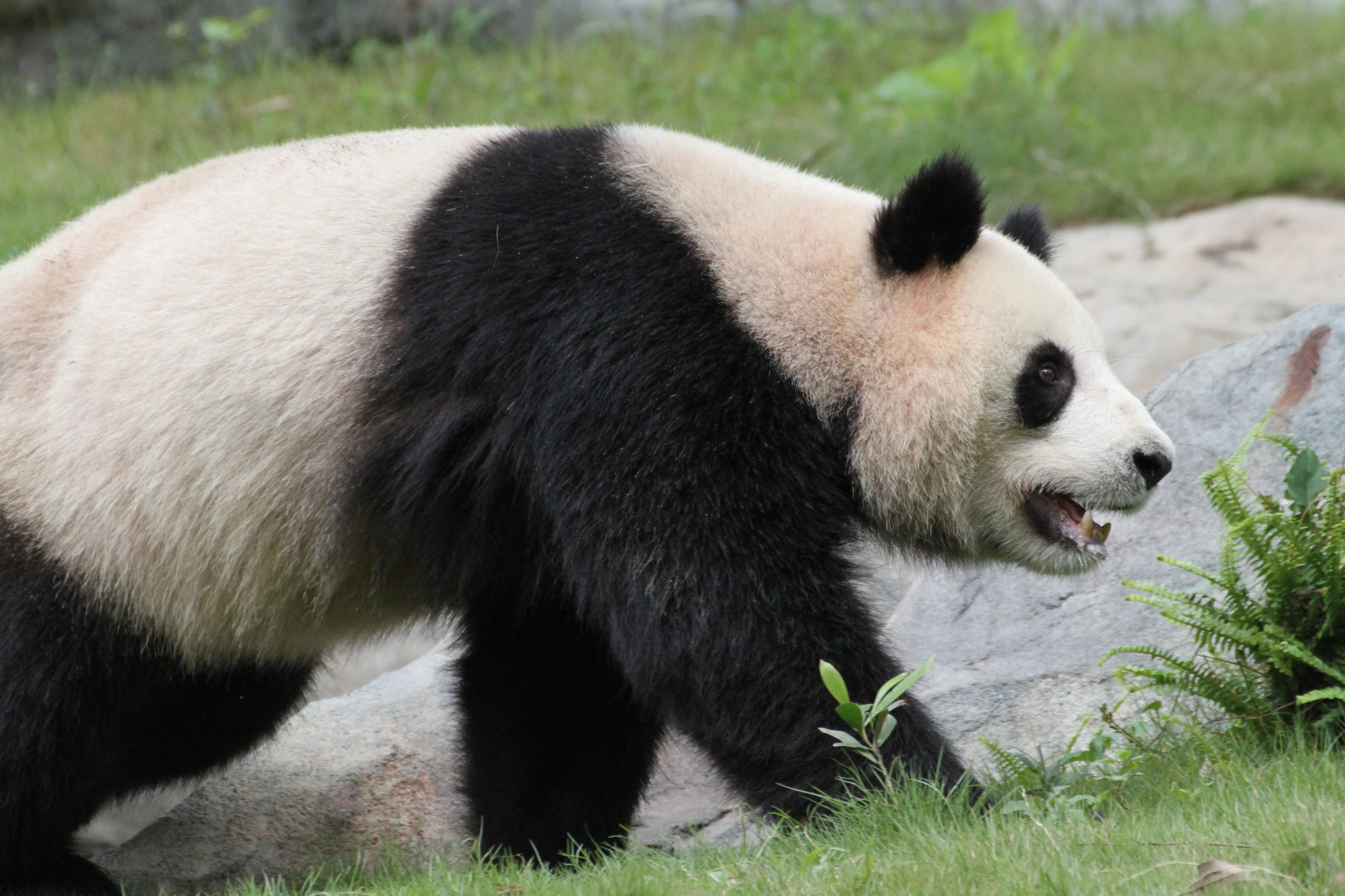 Shenzhen Safari Park