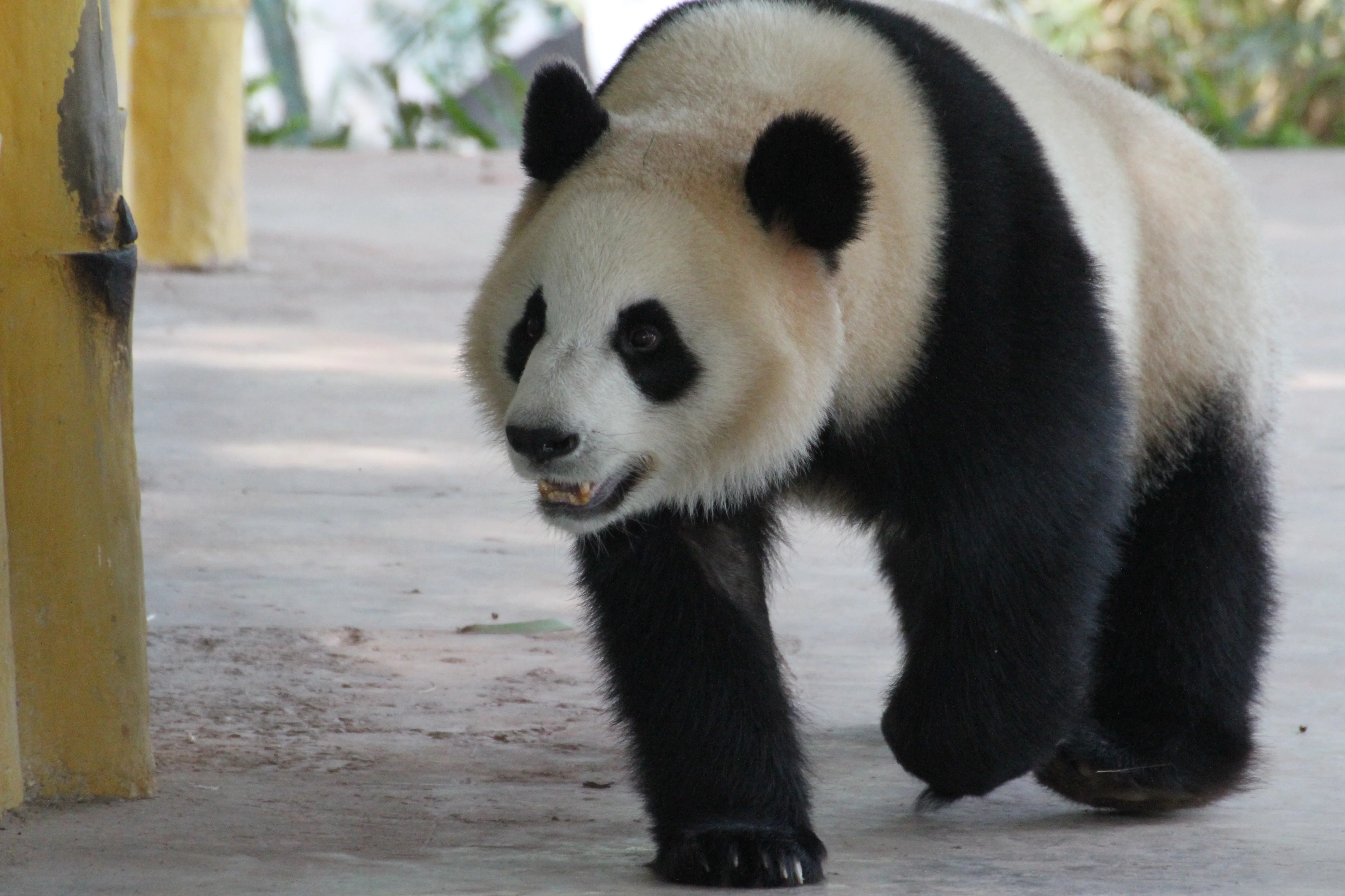 Guangzhou Zoo