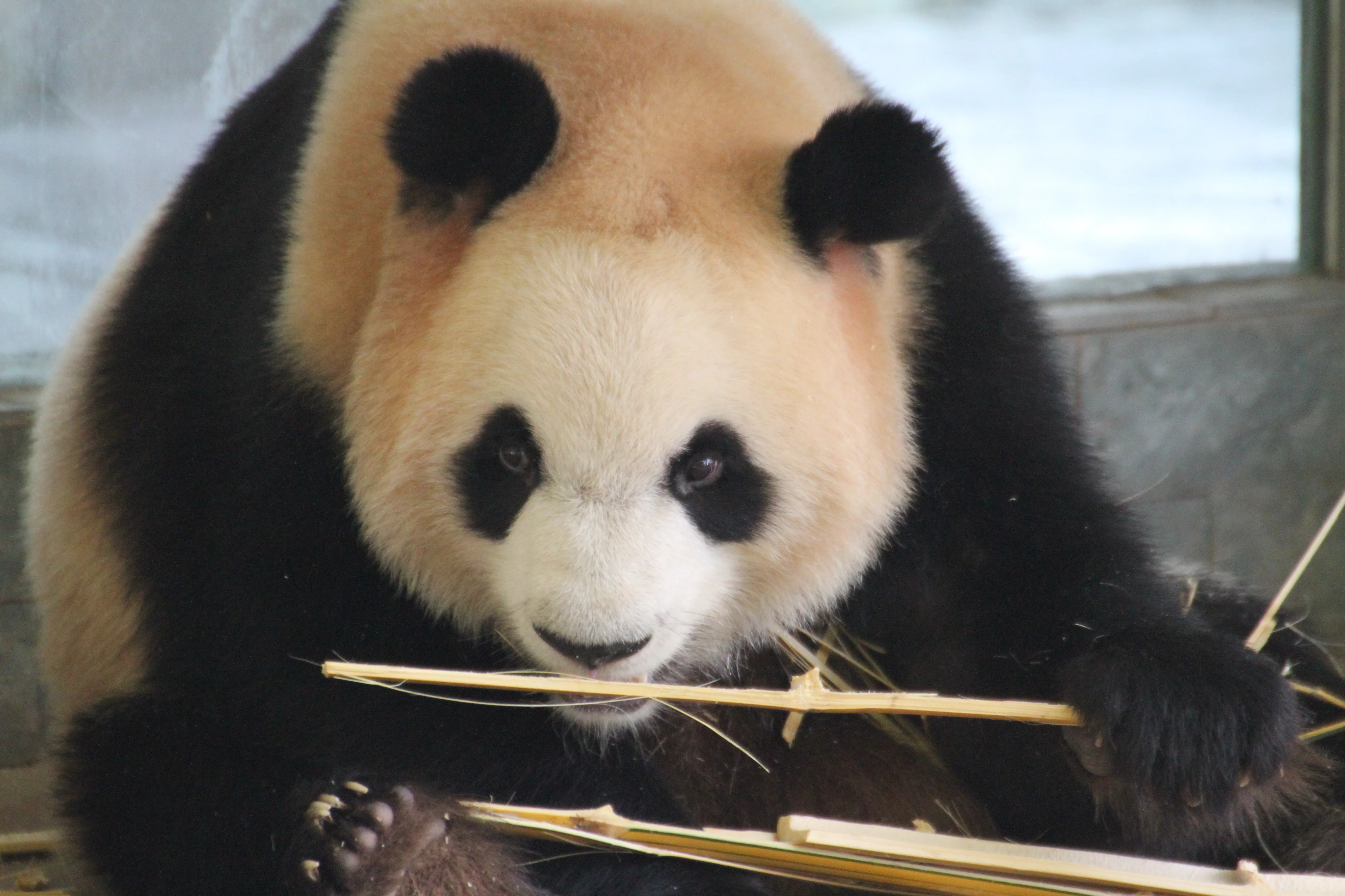 Guangzhou Zoo