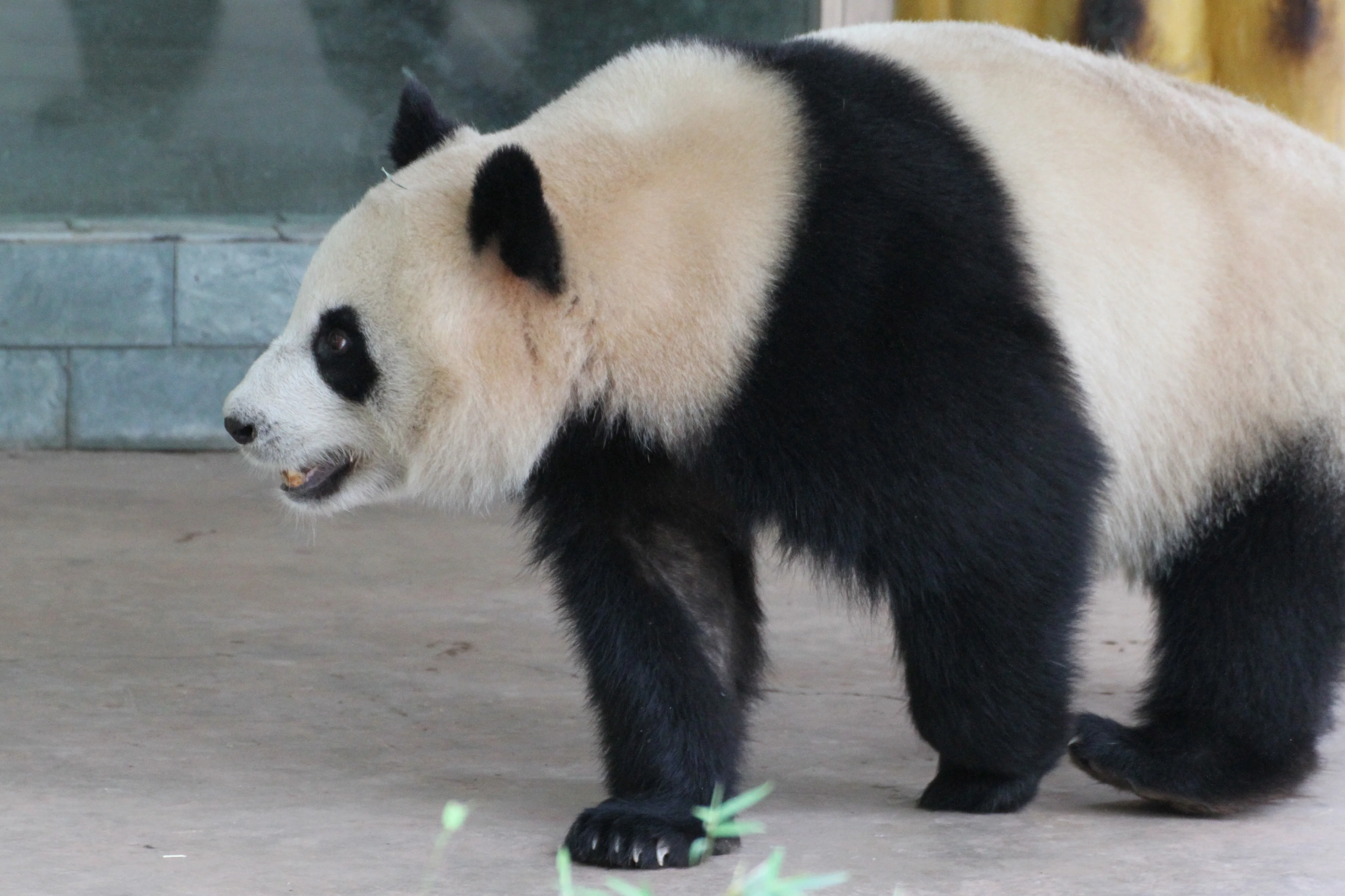Guangzhou Zoo