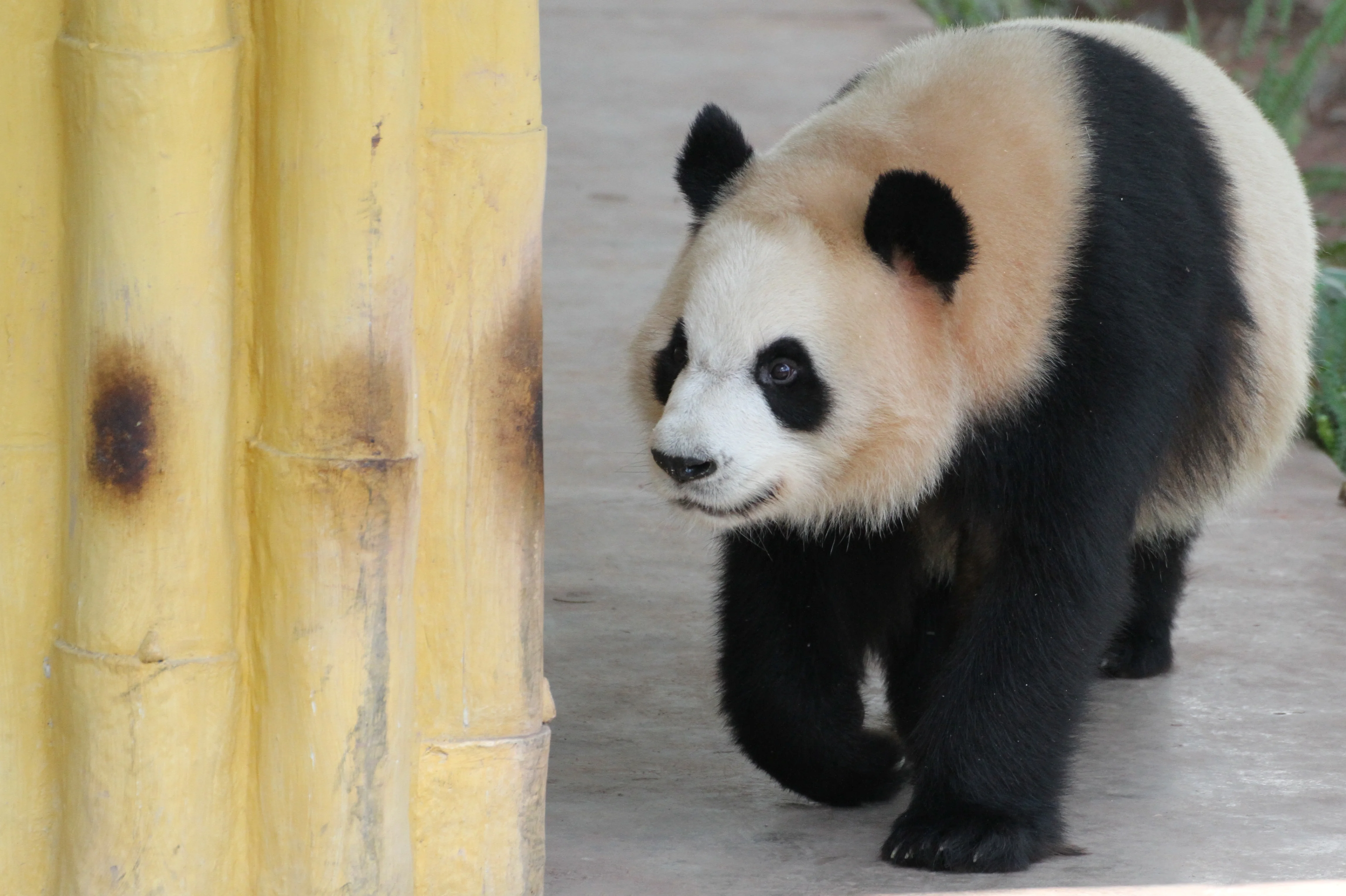 Guangzhou Zoo