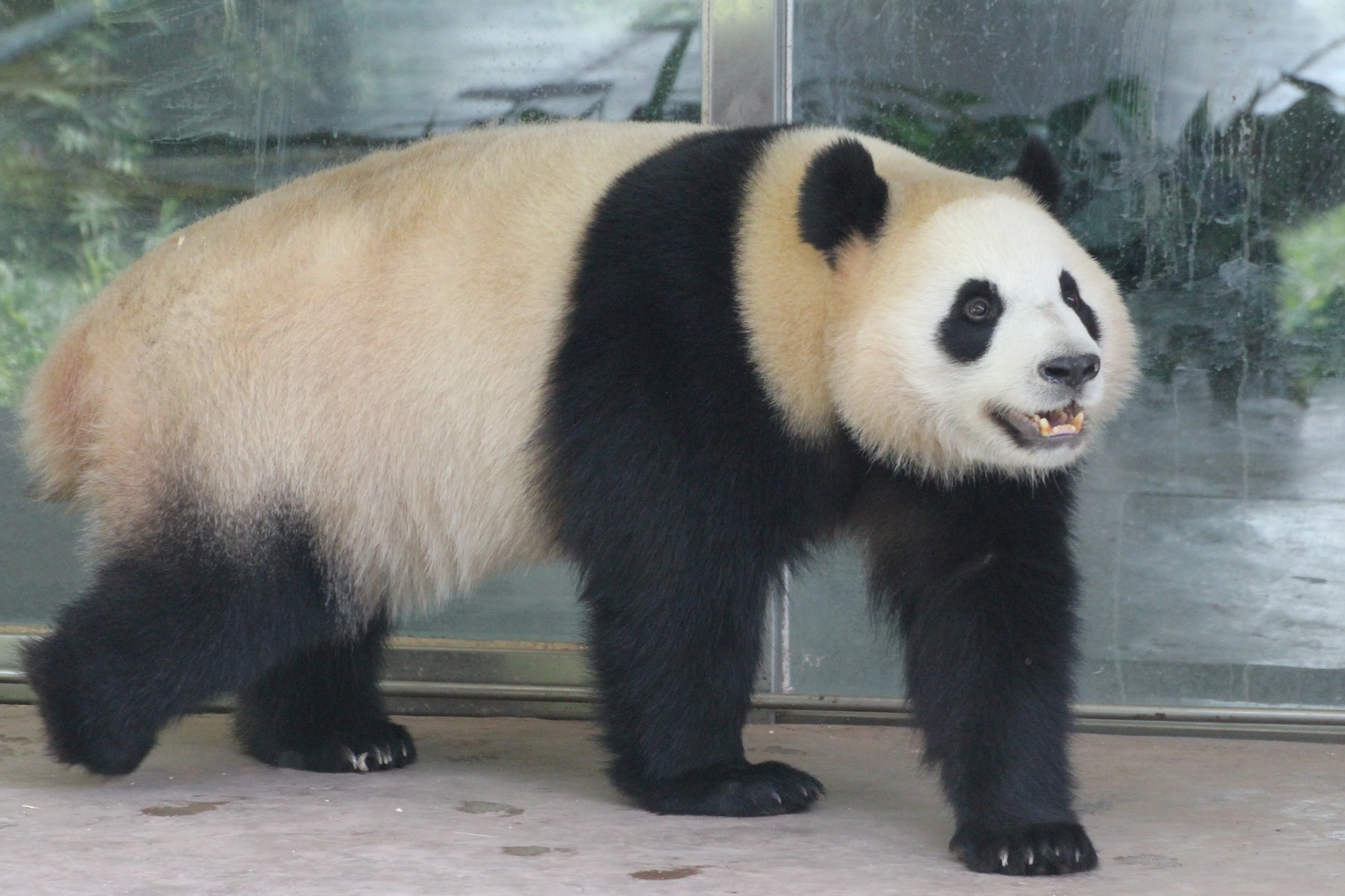 Guangzhou Zoo