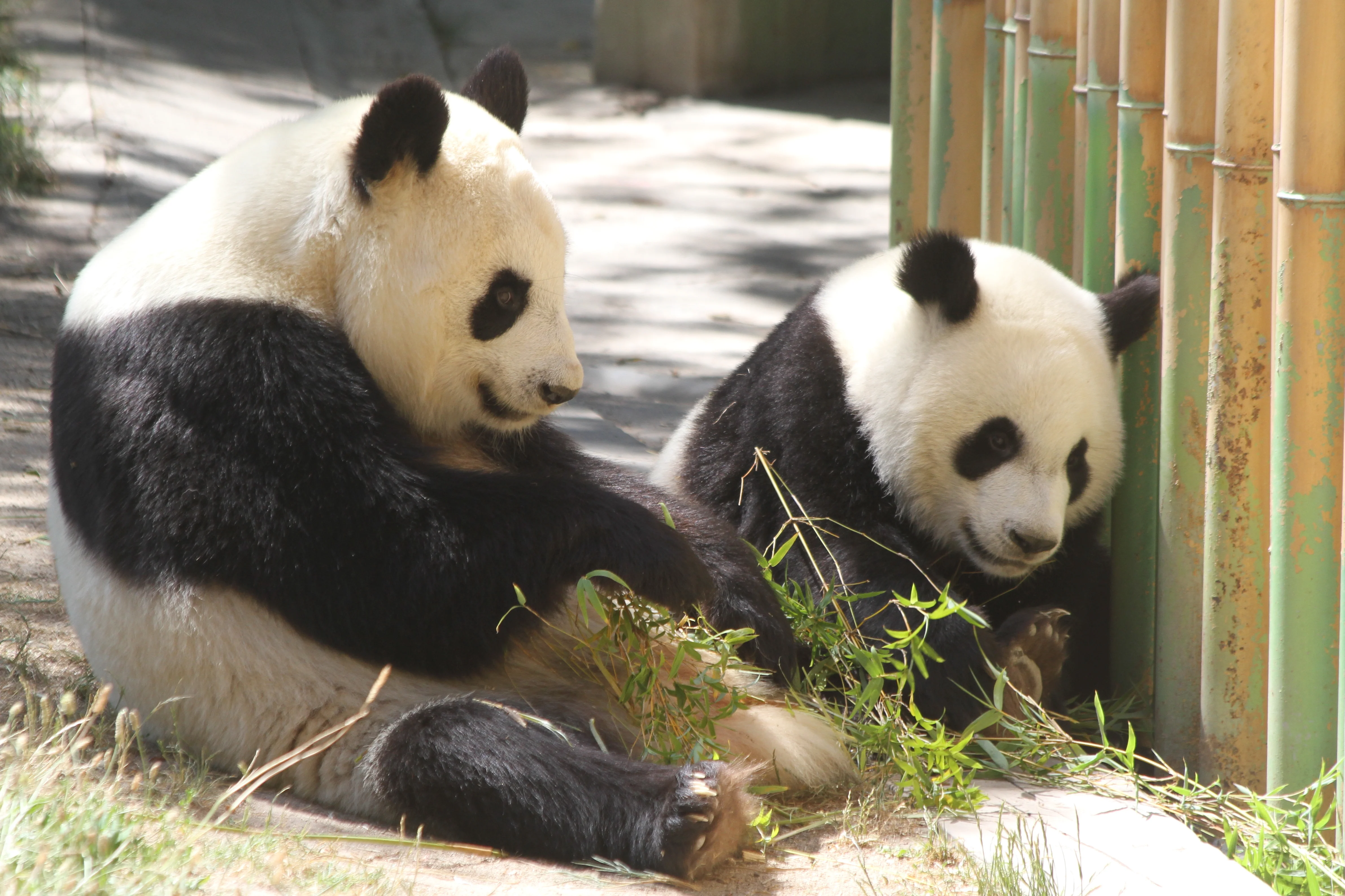 Zoo Madrid