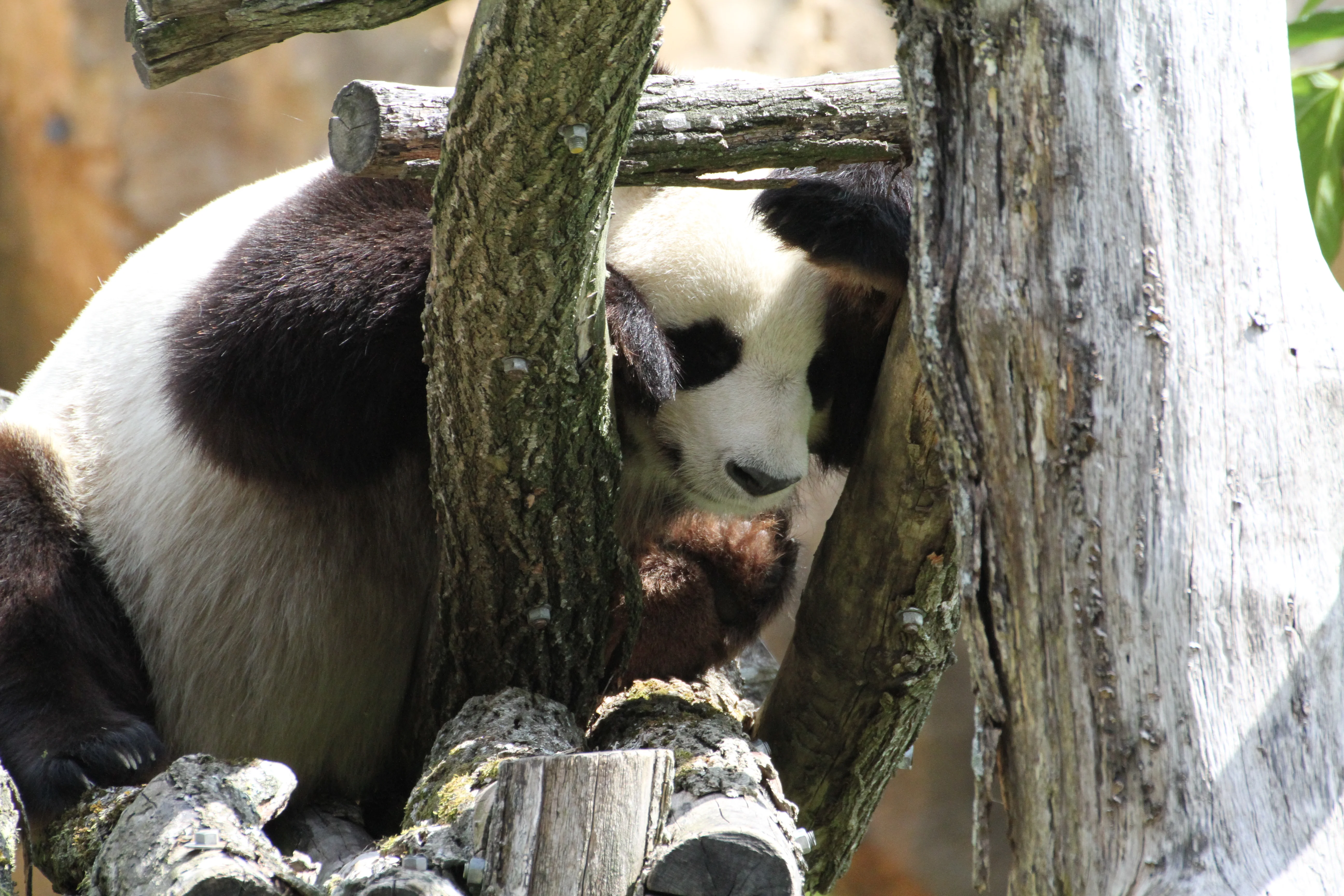 ZooParc de Beauval