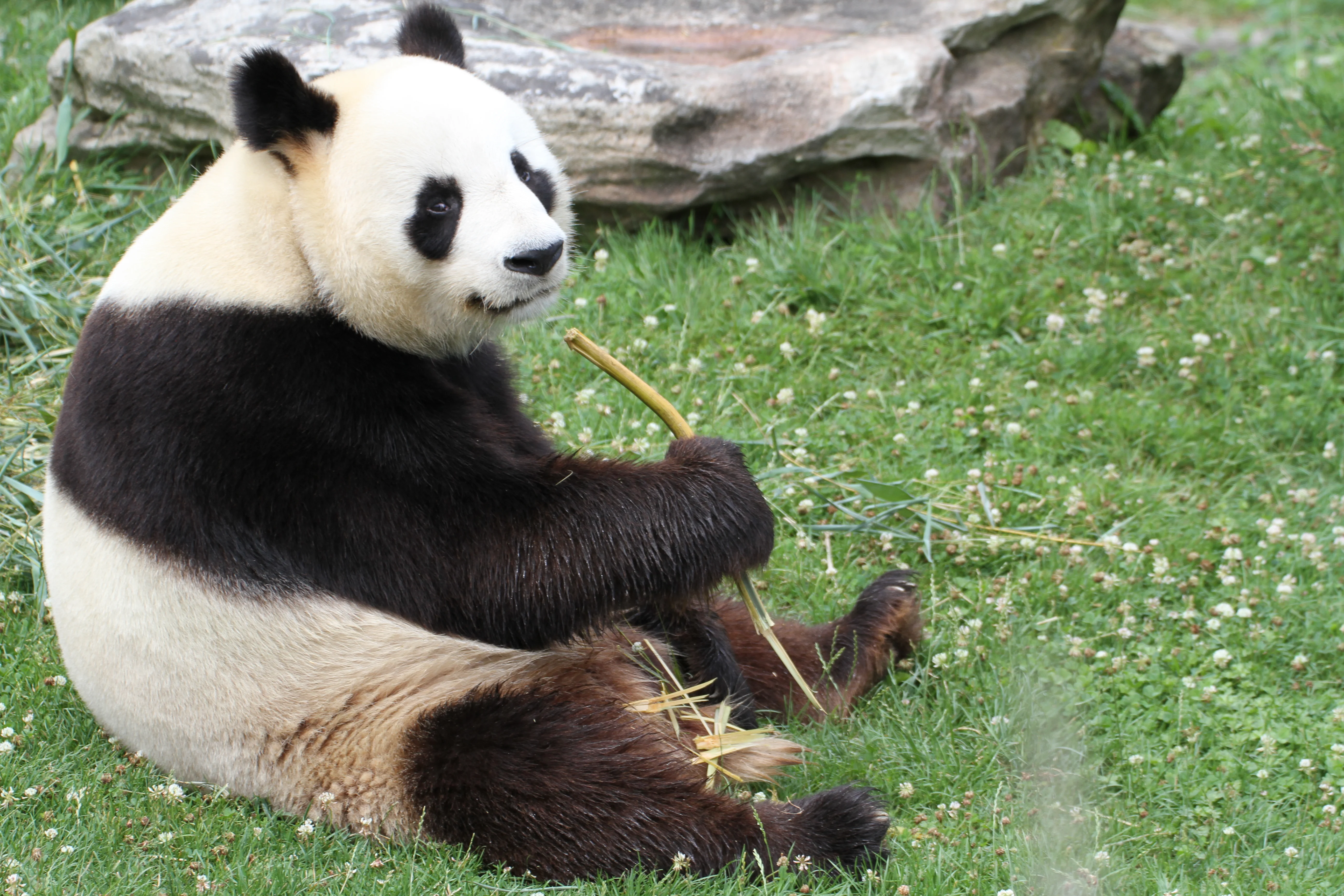 ZooParc de Beauval