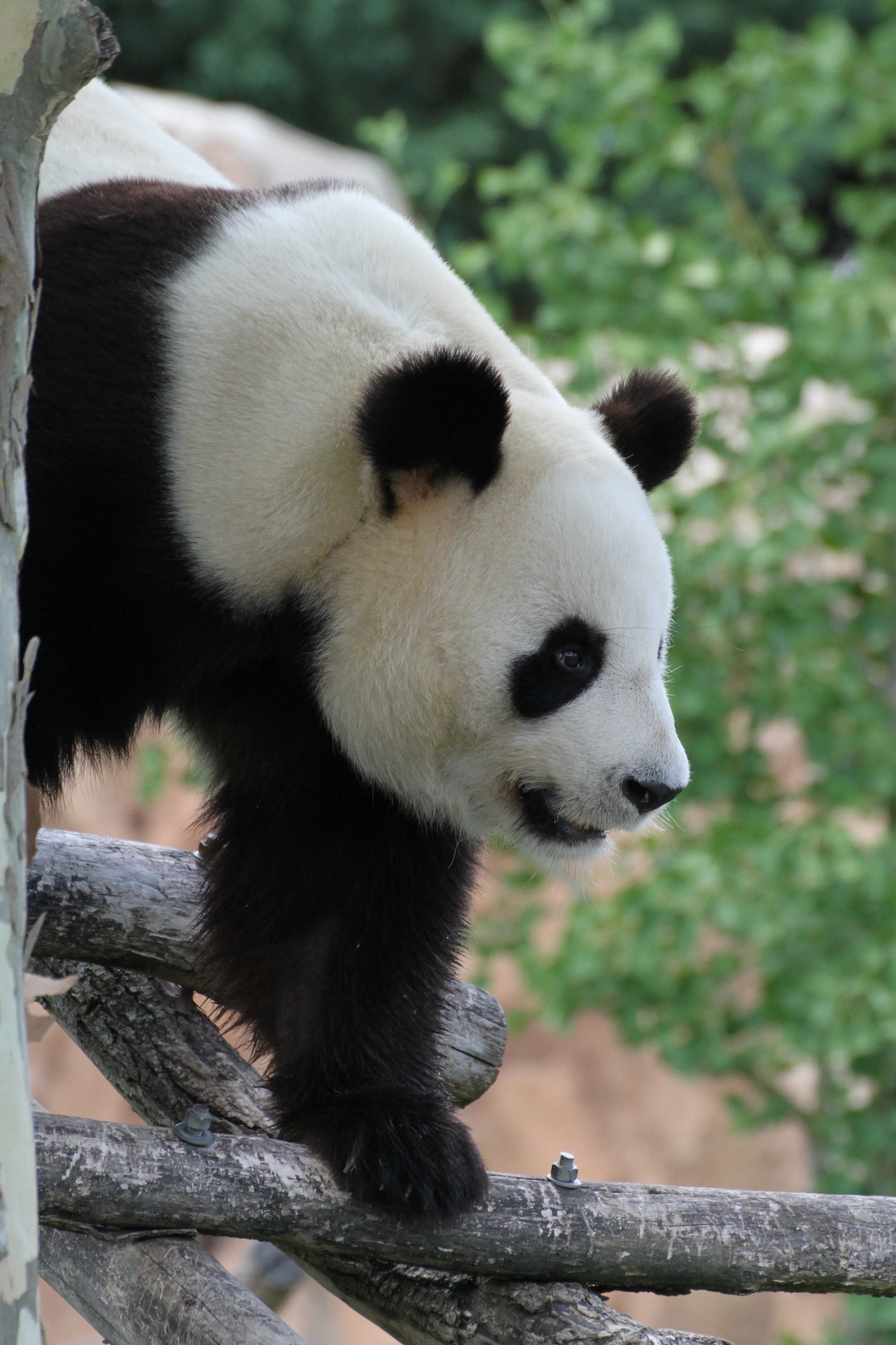 ZooParc de Beauval