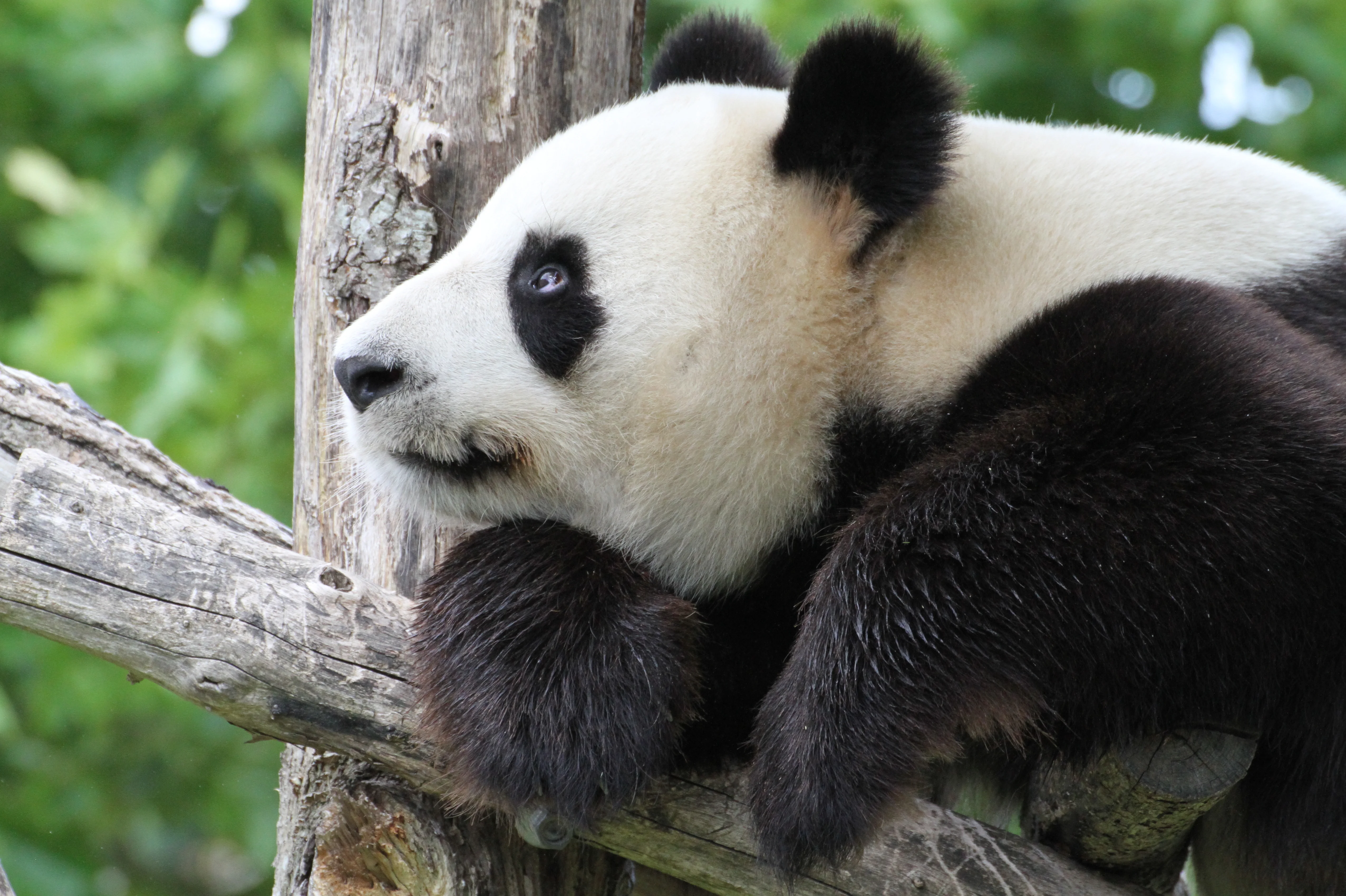 ZooParc de Beauval