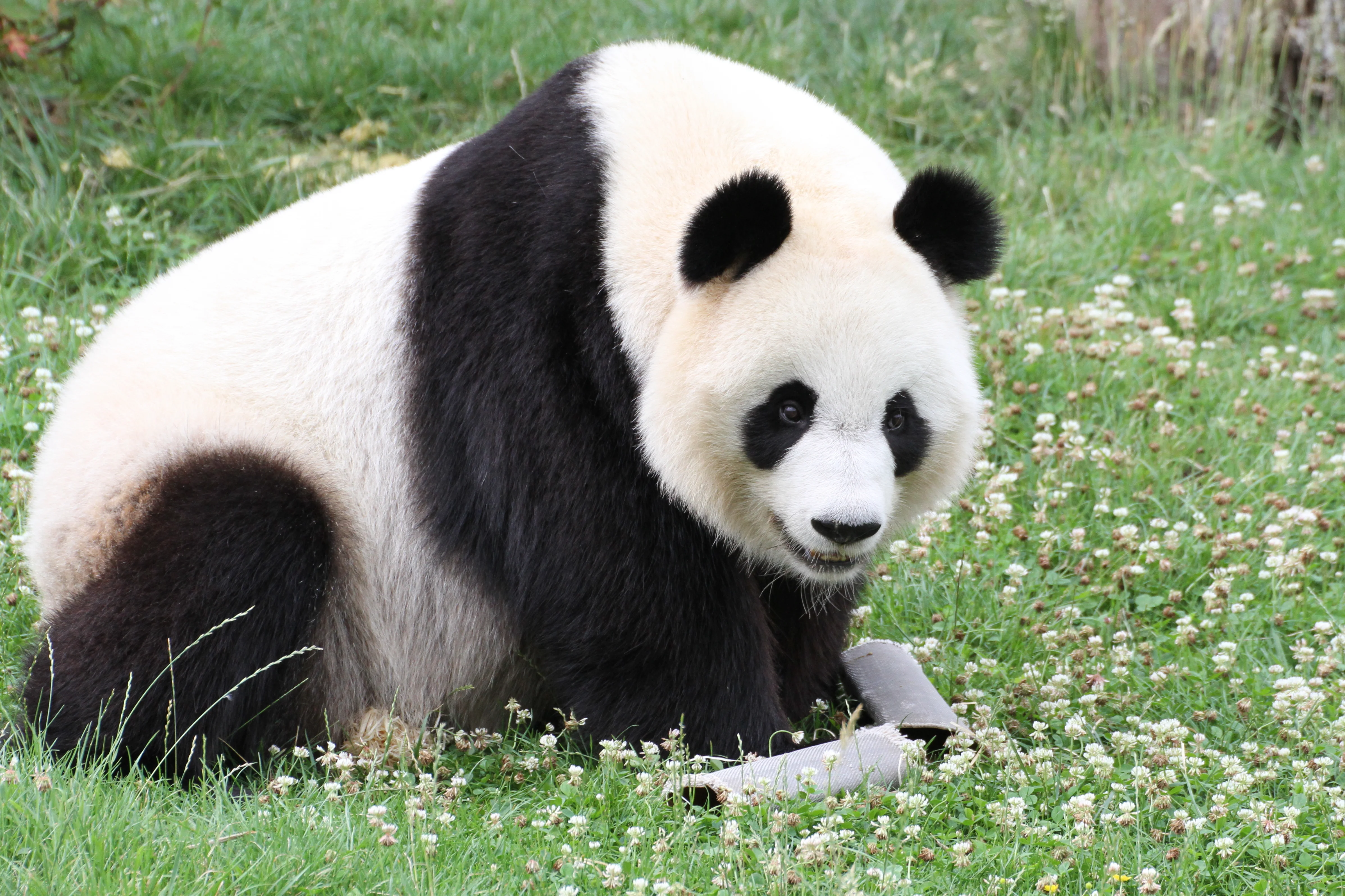 ZooParc de Beauval
