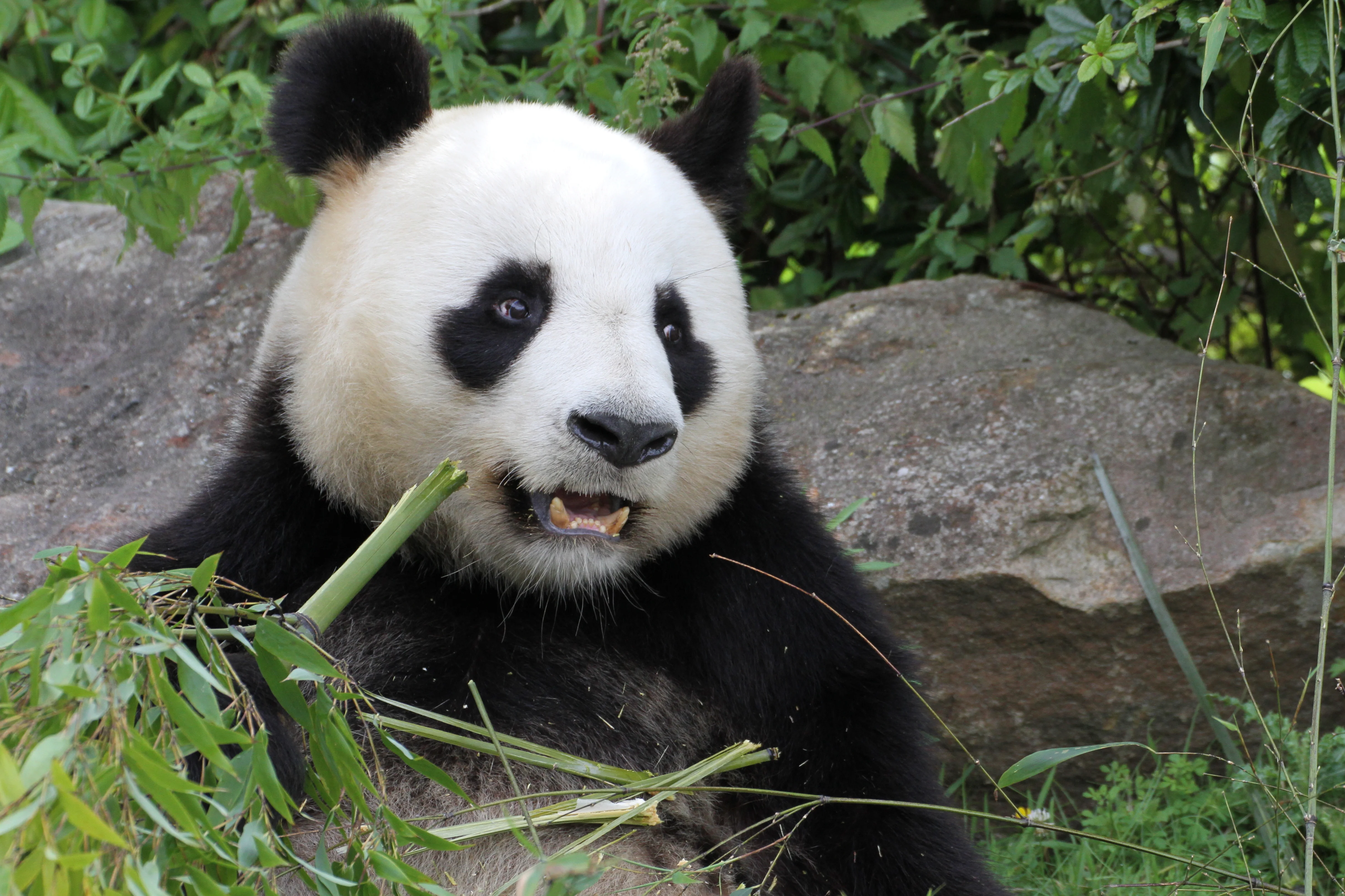 ZooParc de Beauval