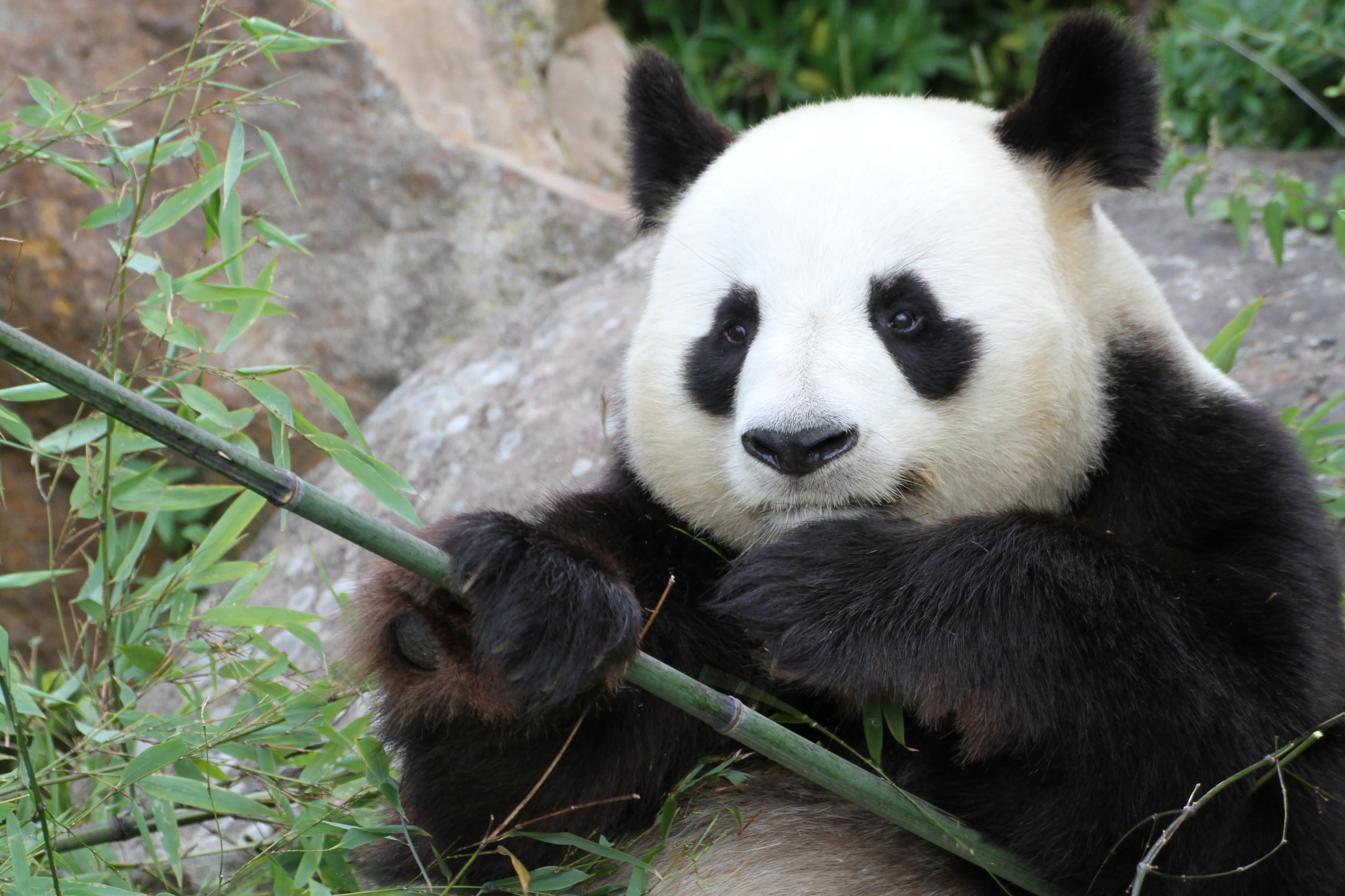 ZooParc de Beauval
