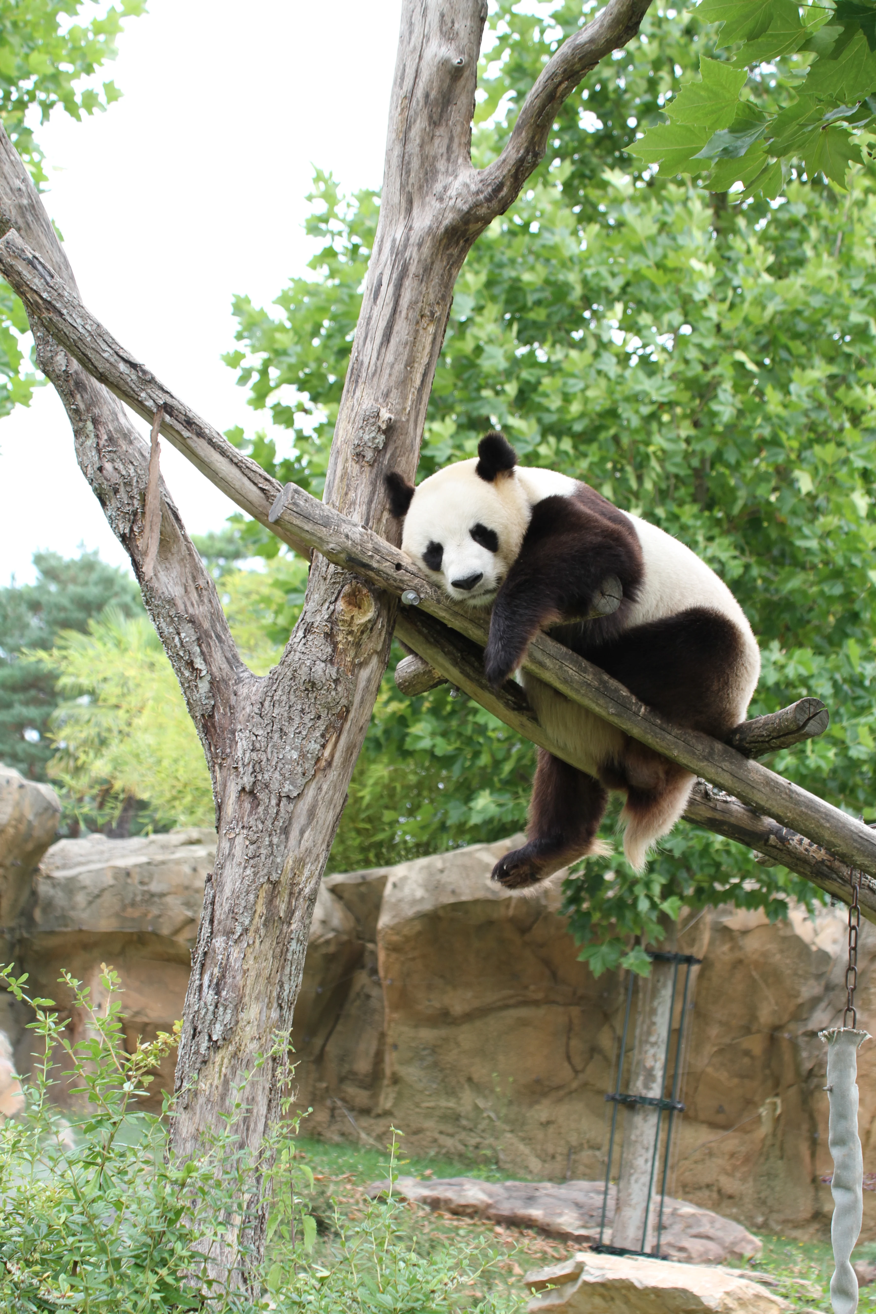 ZooParc de Beauval