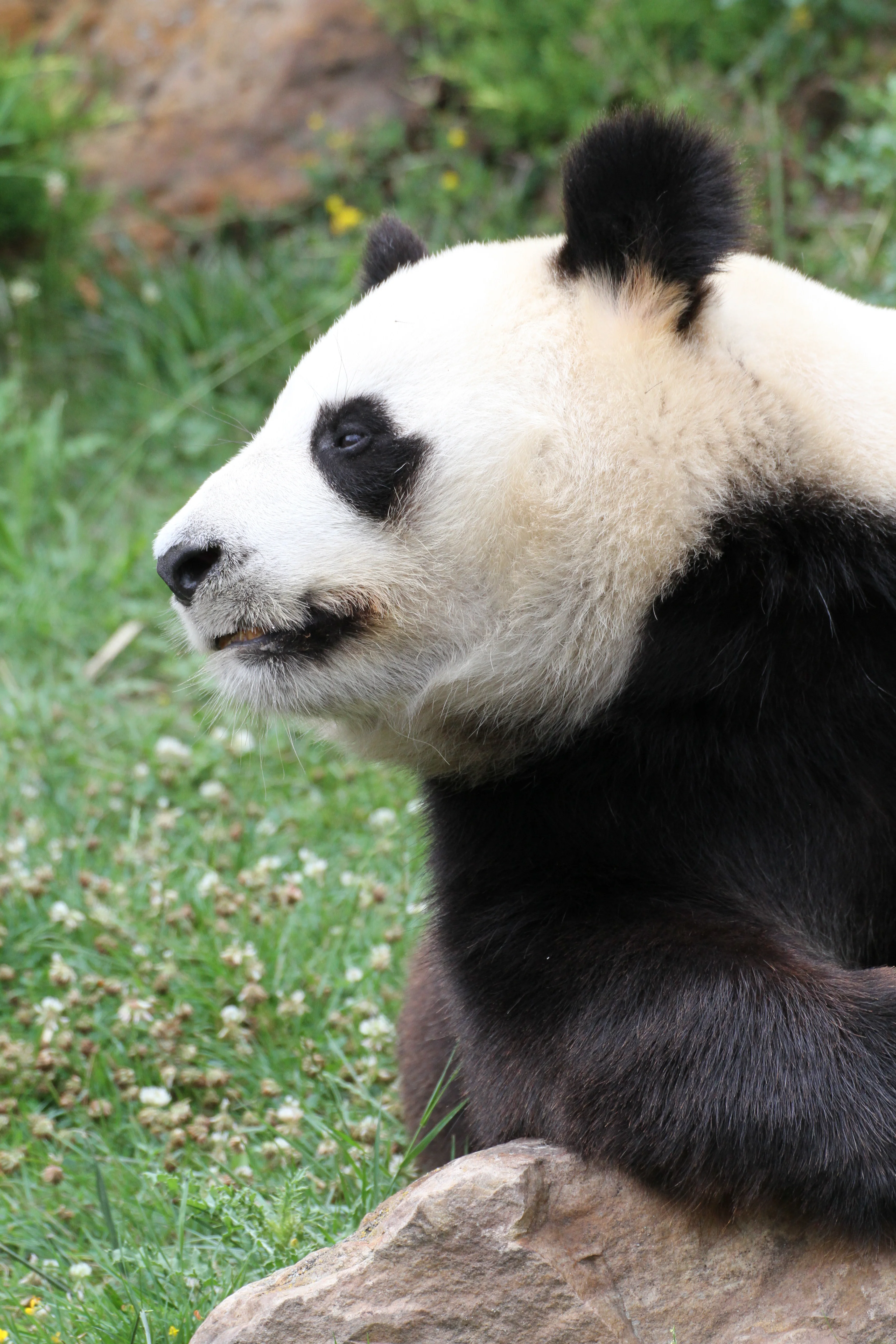 ZooParc de Beauval