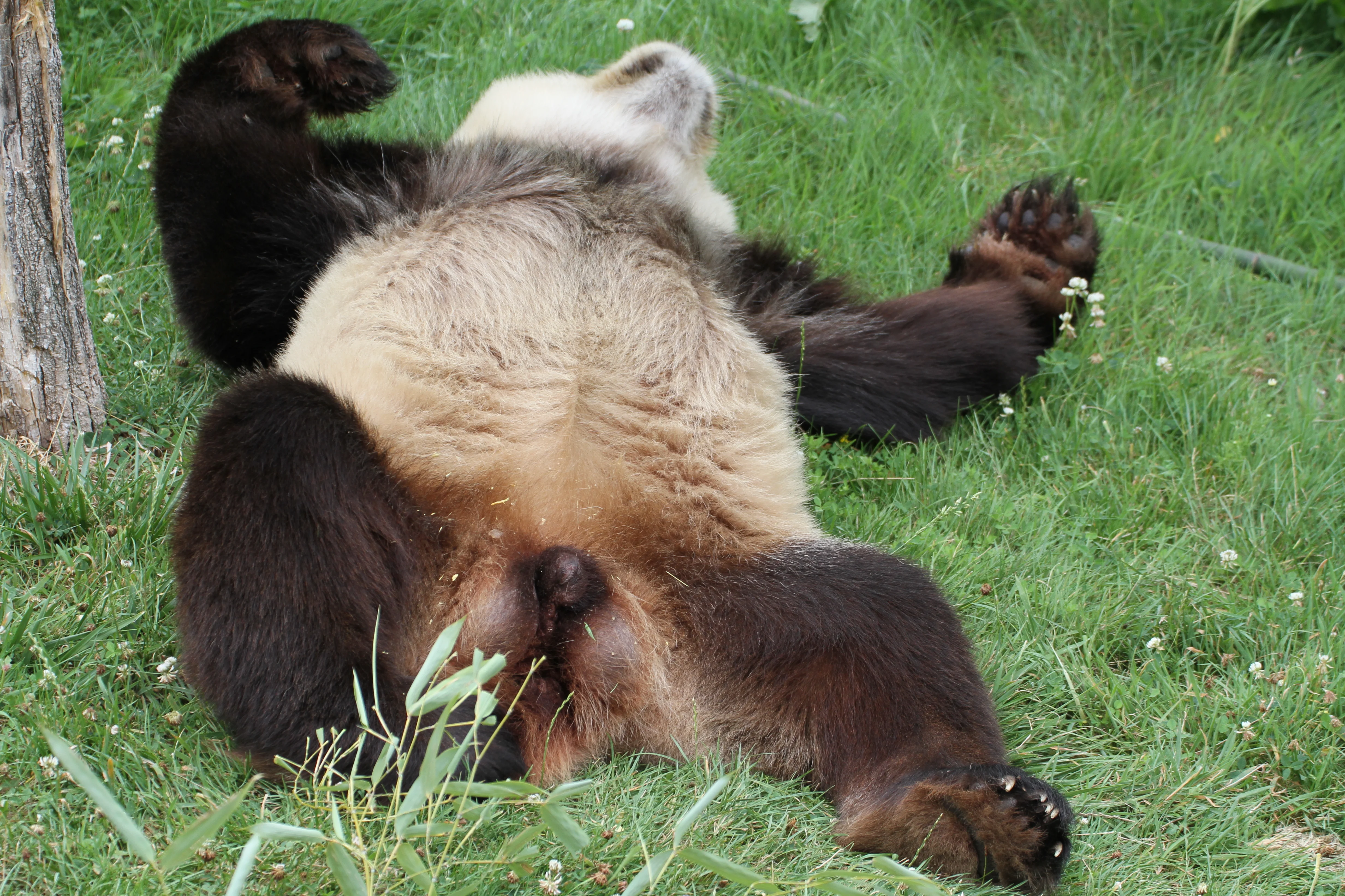 ZooParc de Beauval