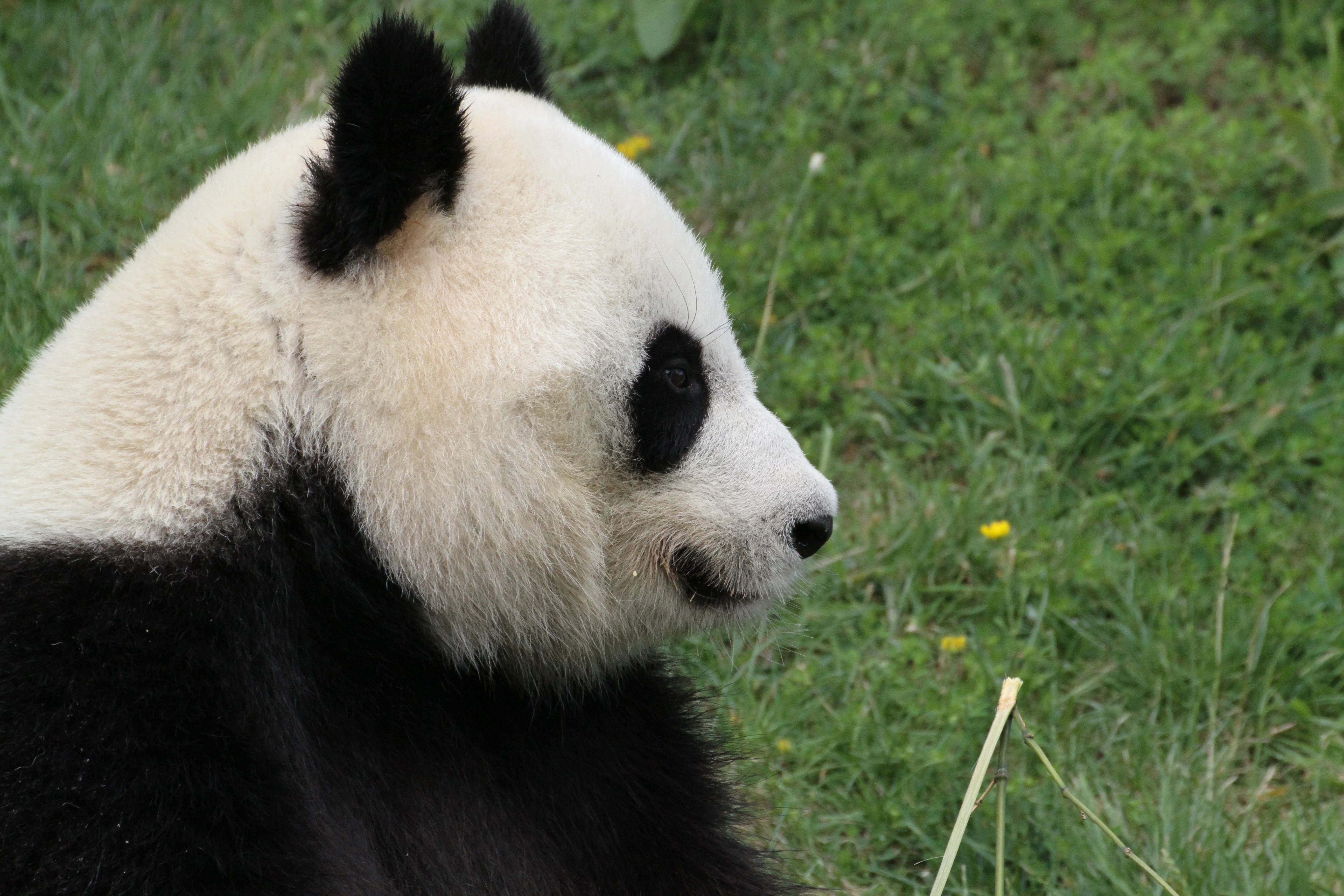 ZooParc de Beauval