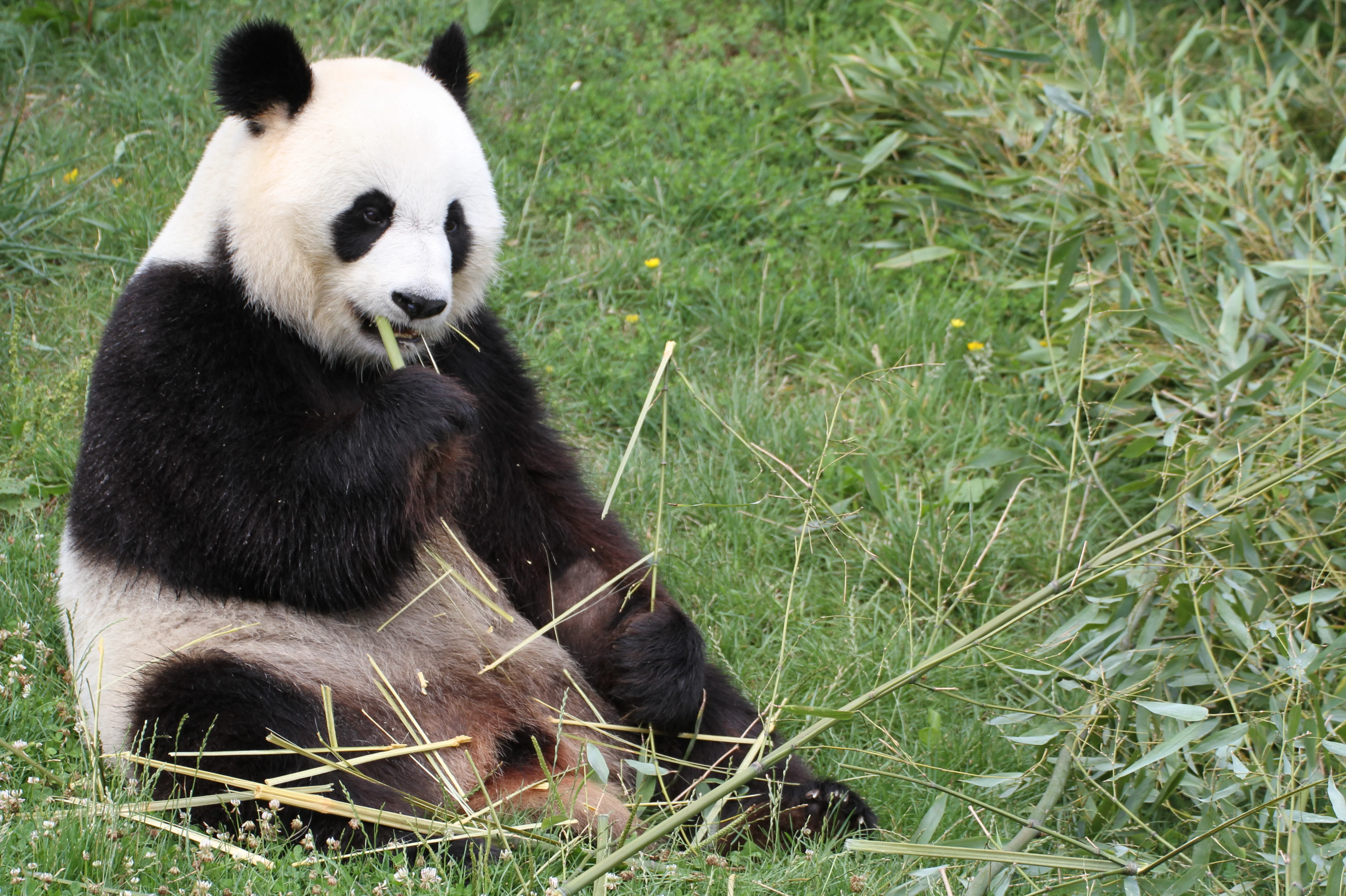 ZooParc de Beauval