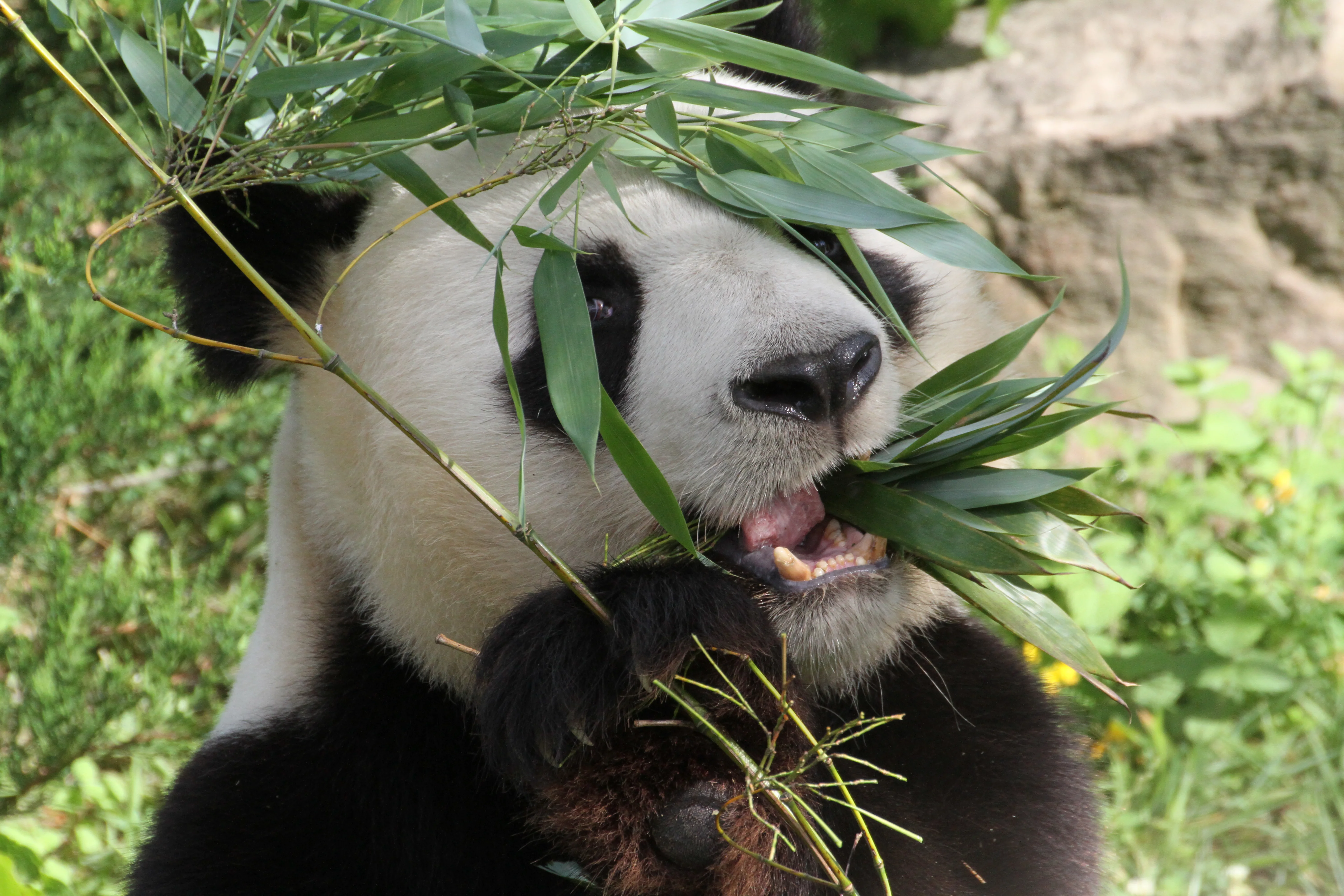 ZooParc de Beauval