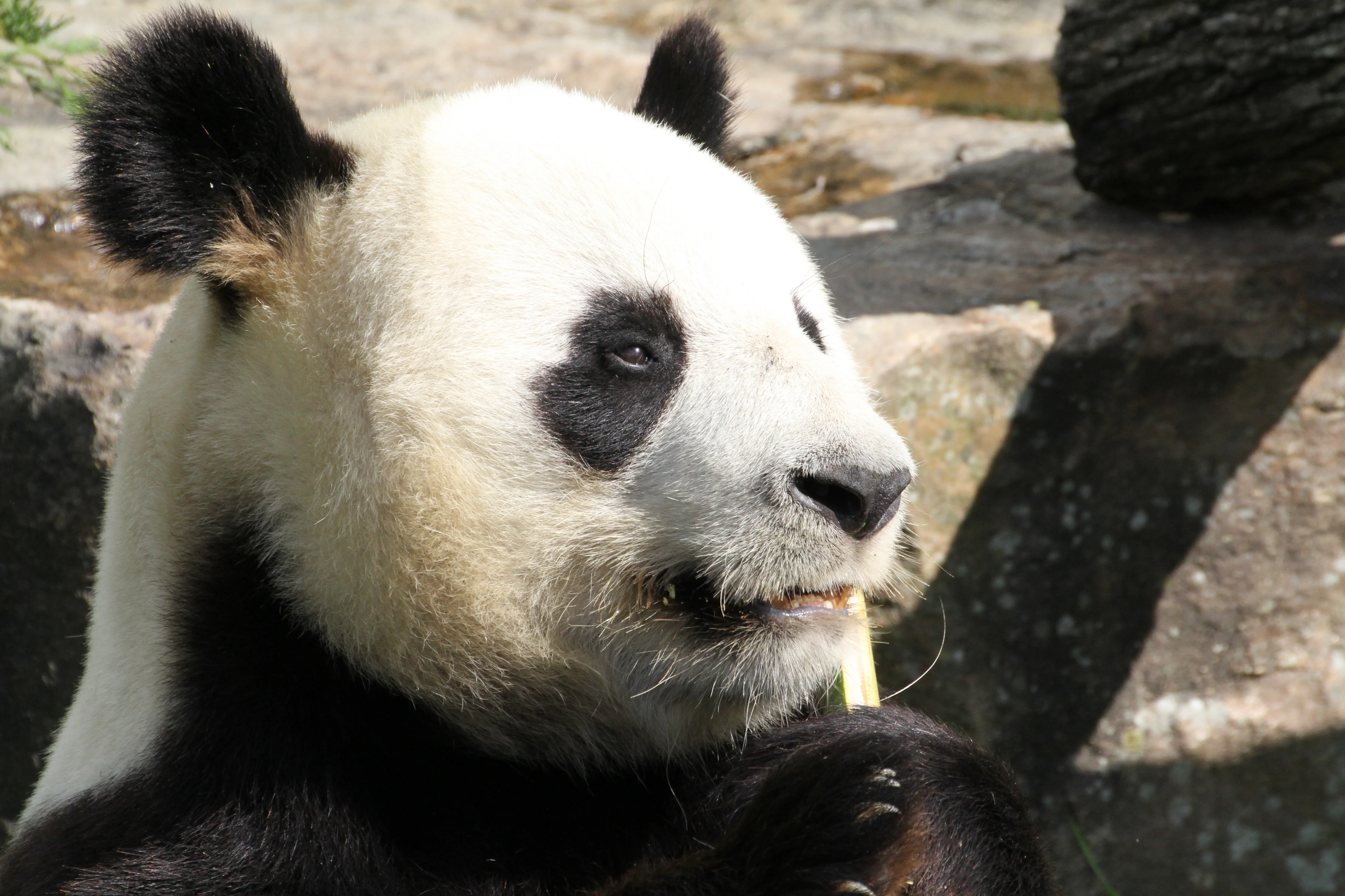 ZooParc de Beauval