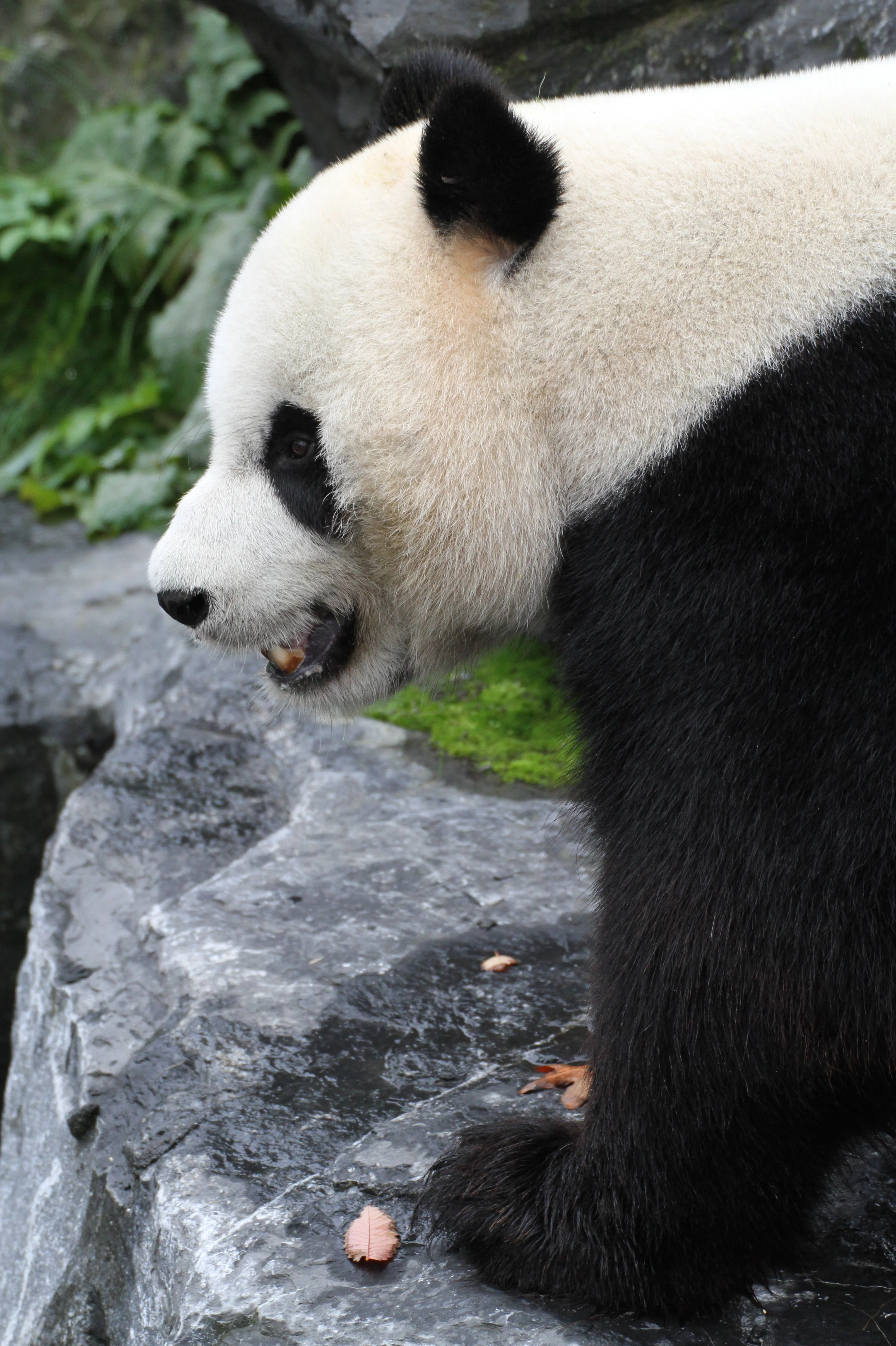 Pairi Daiza