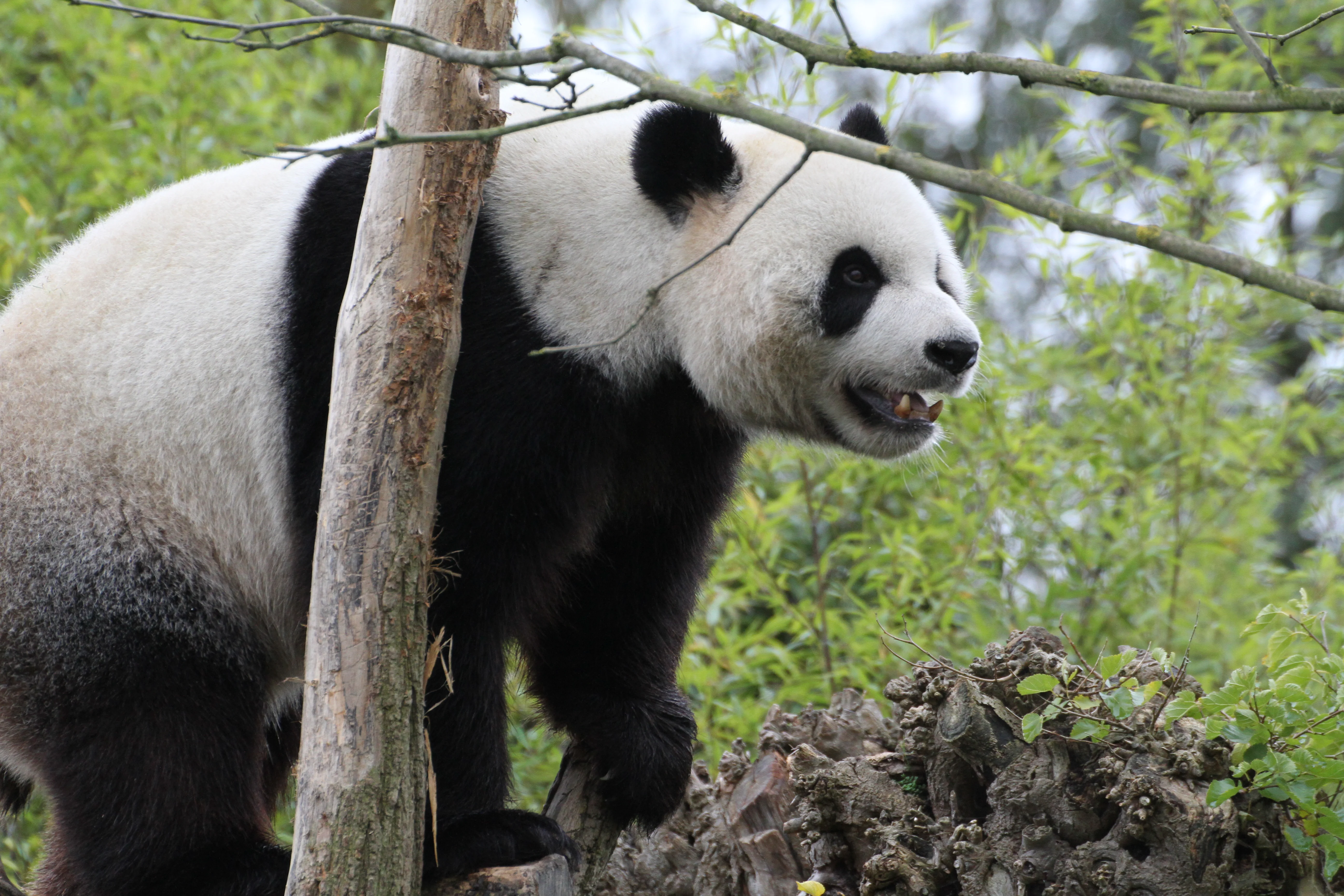 Pairi Daiza