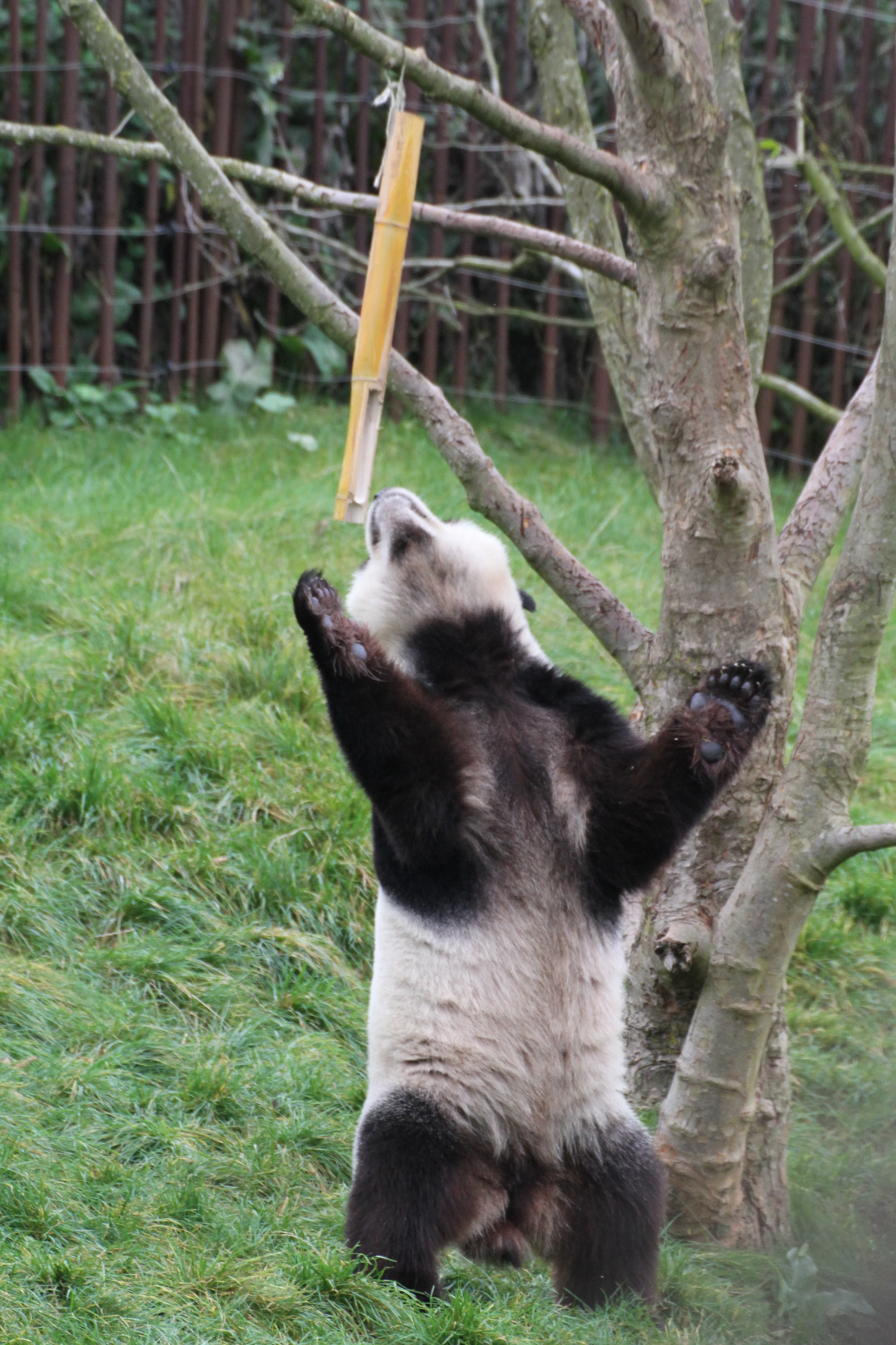 Pairi Daiza