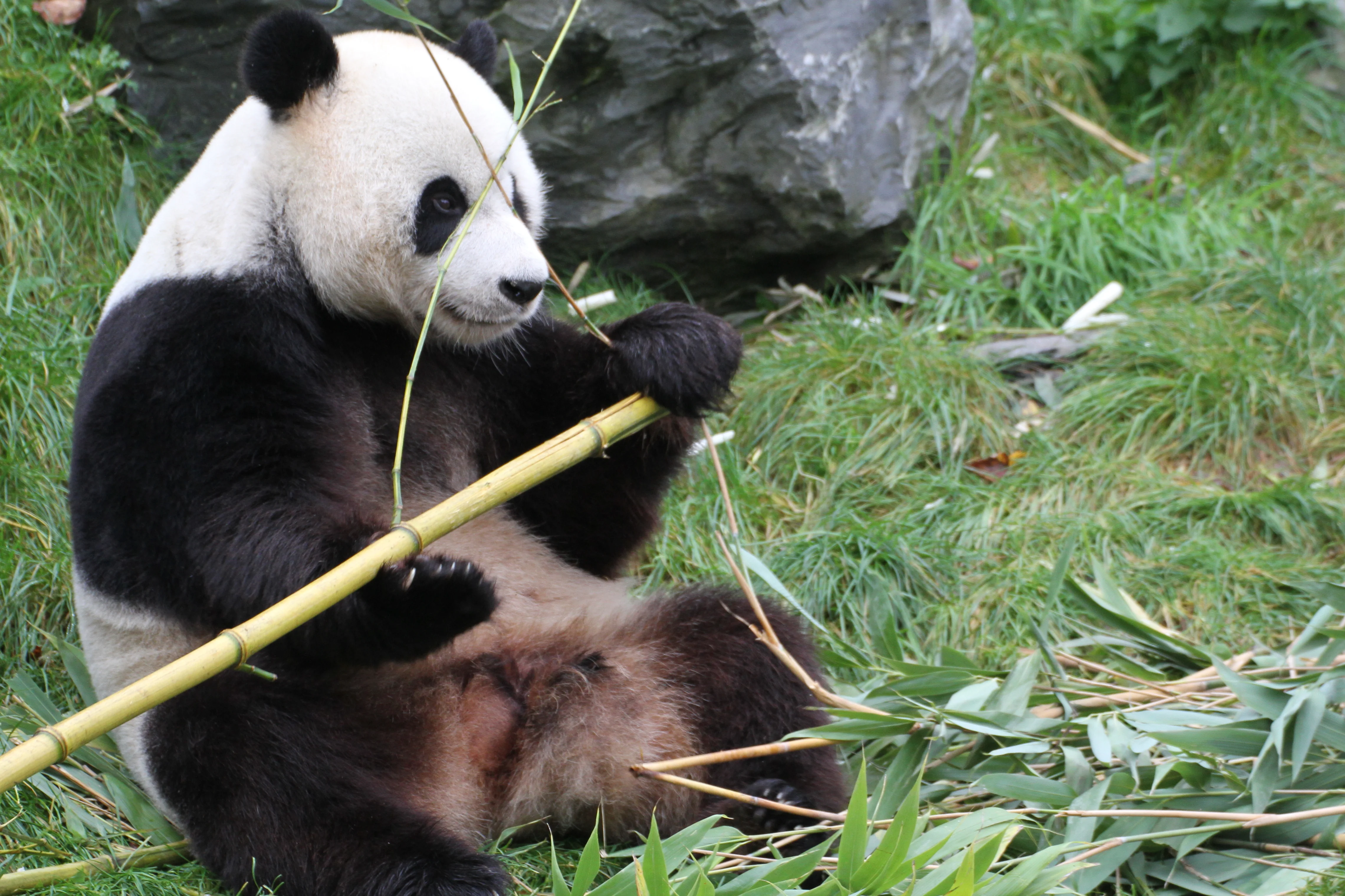 Pairi Daiza