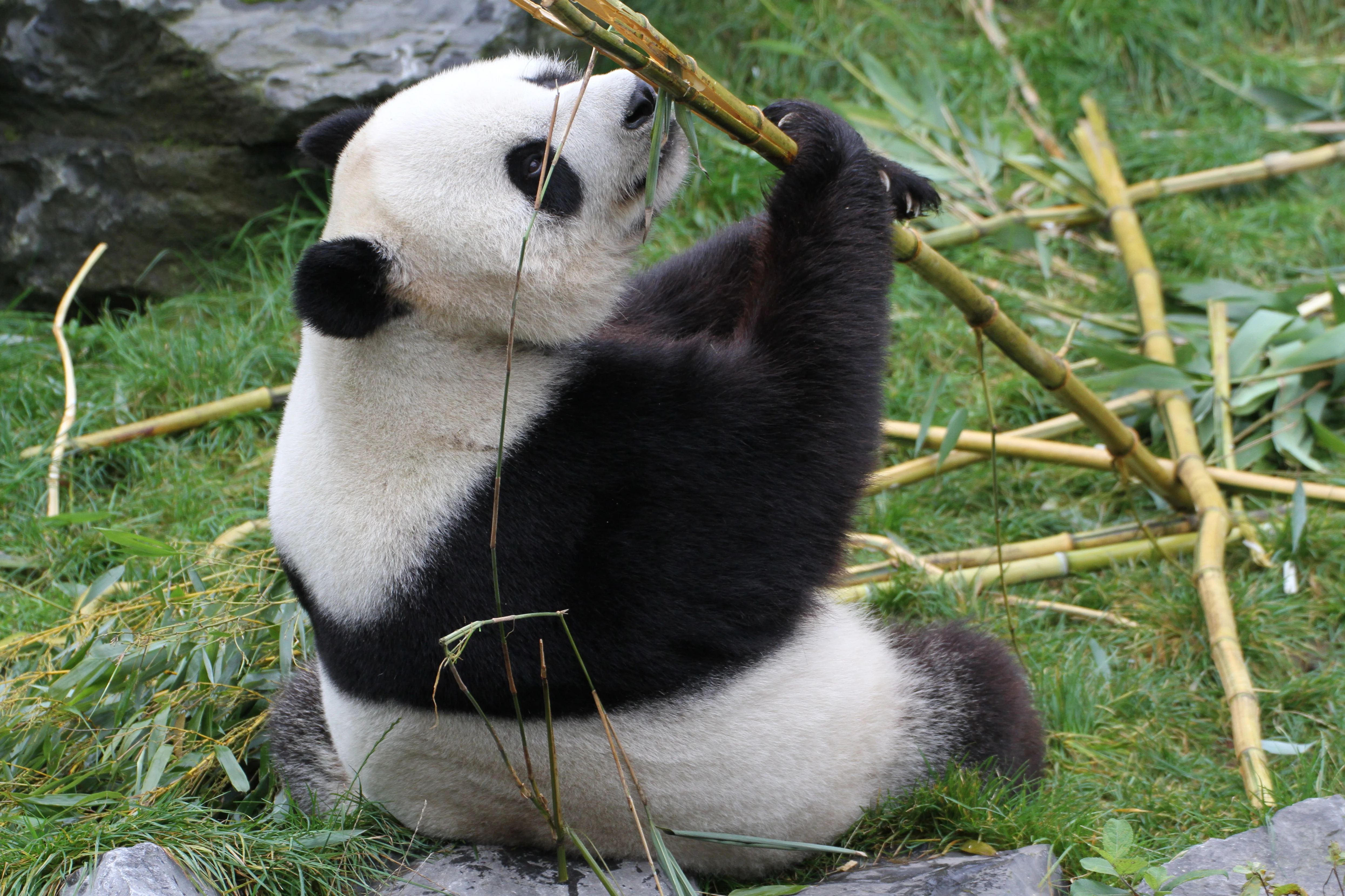 Pairi Daiza