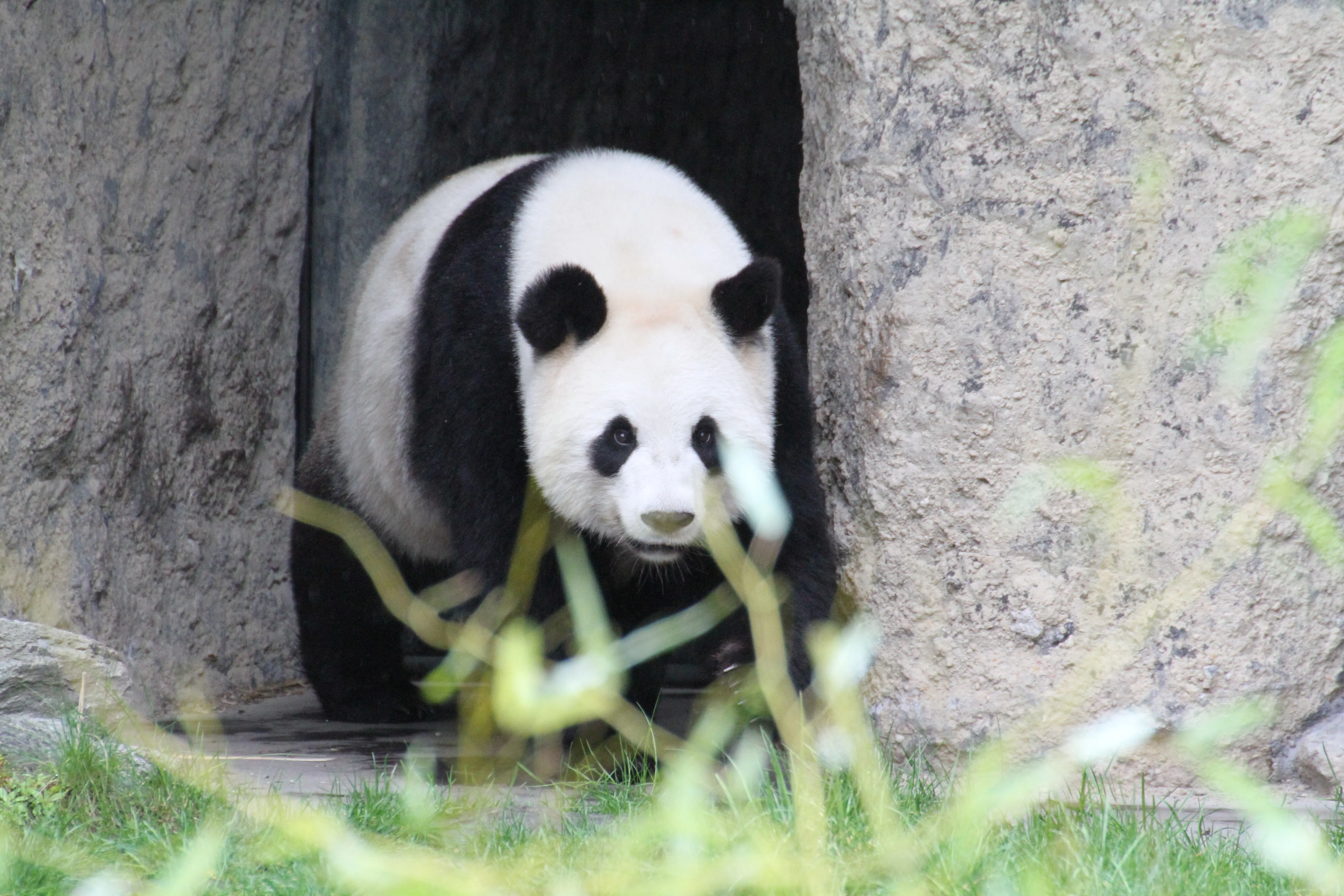 Pairi Daiza