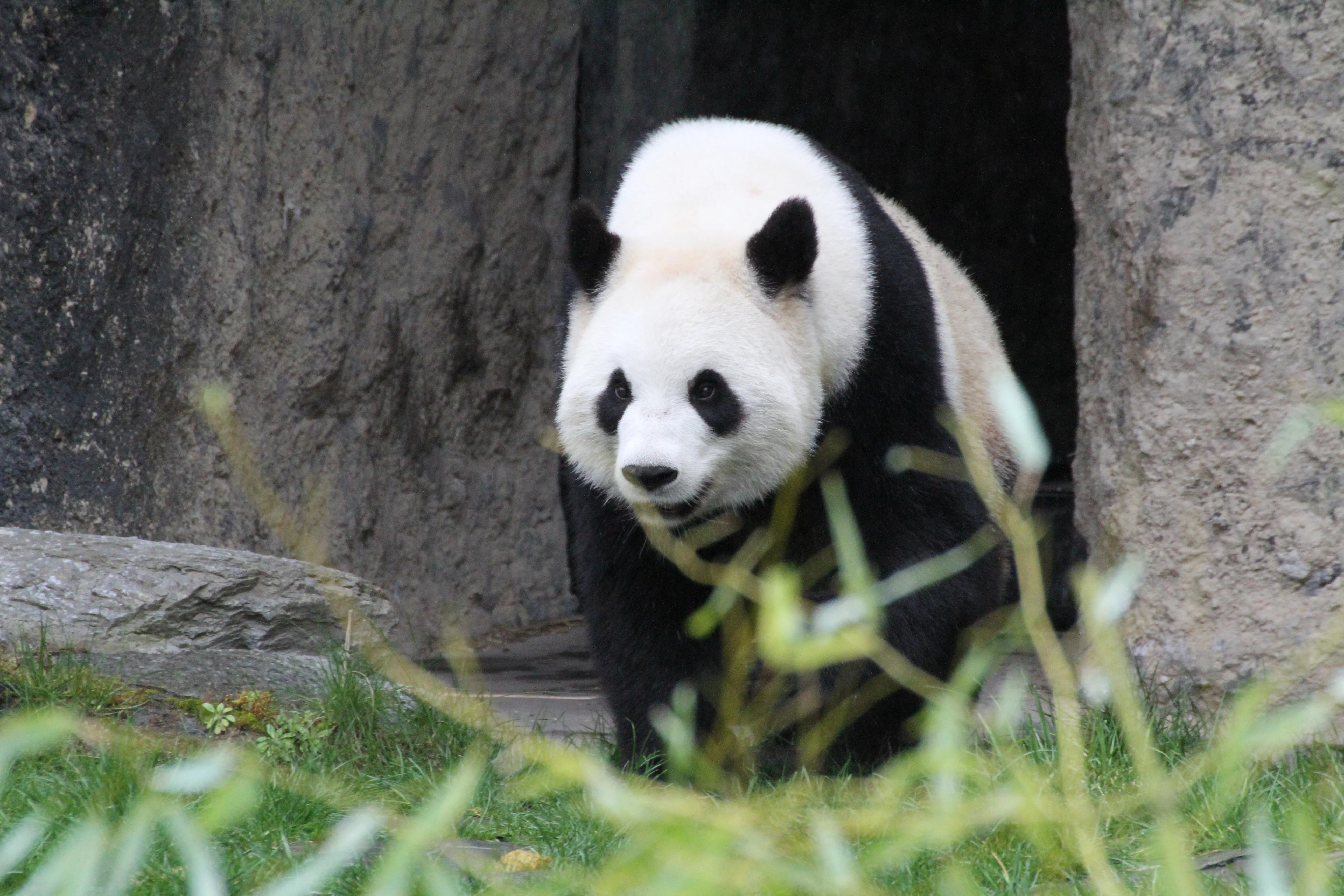 Pairi Daiza