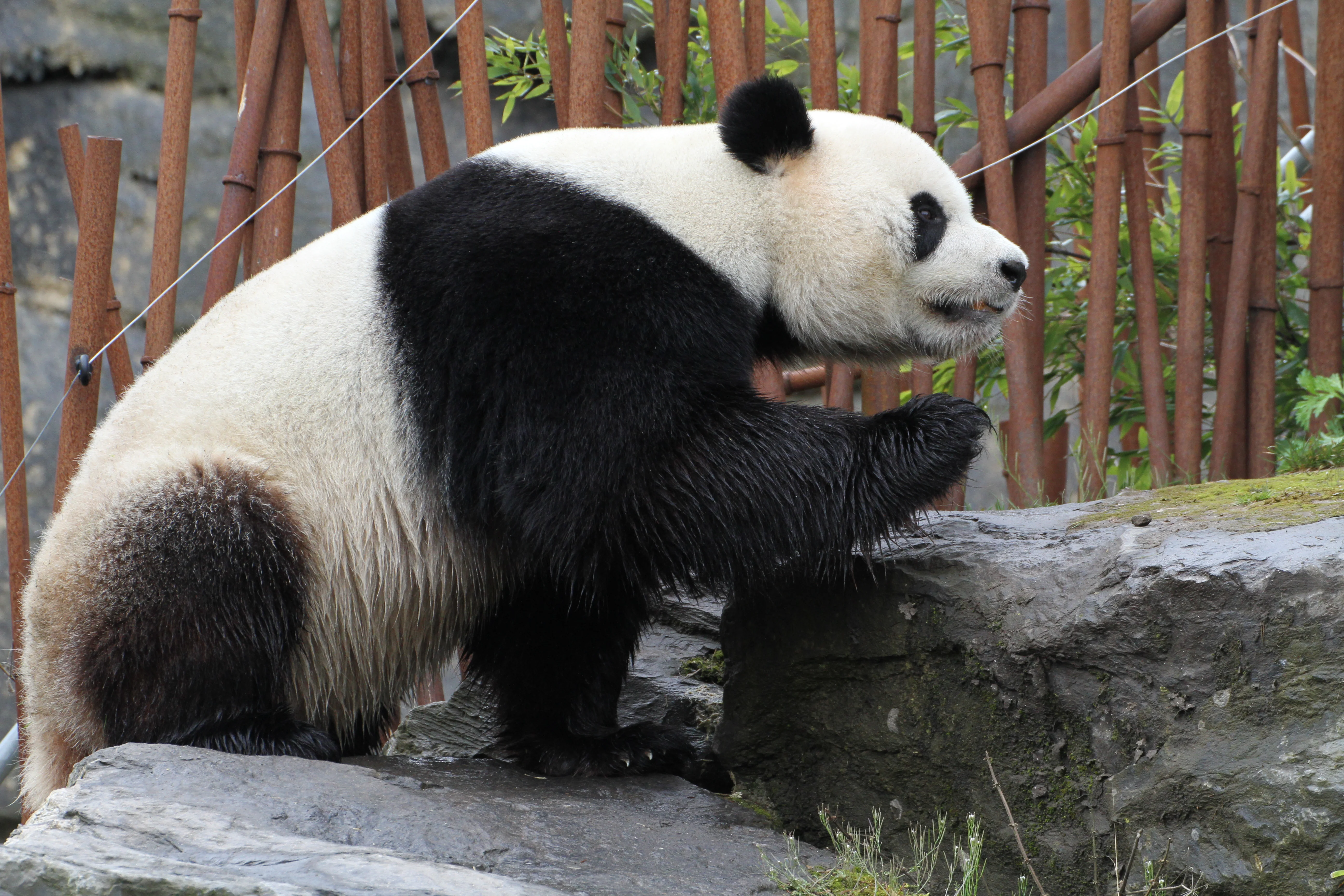 Pairi Daiza