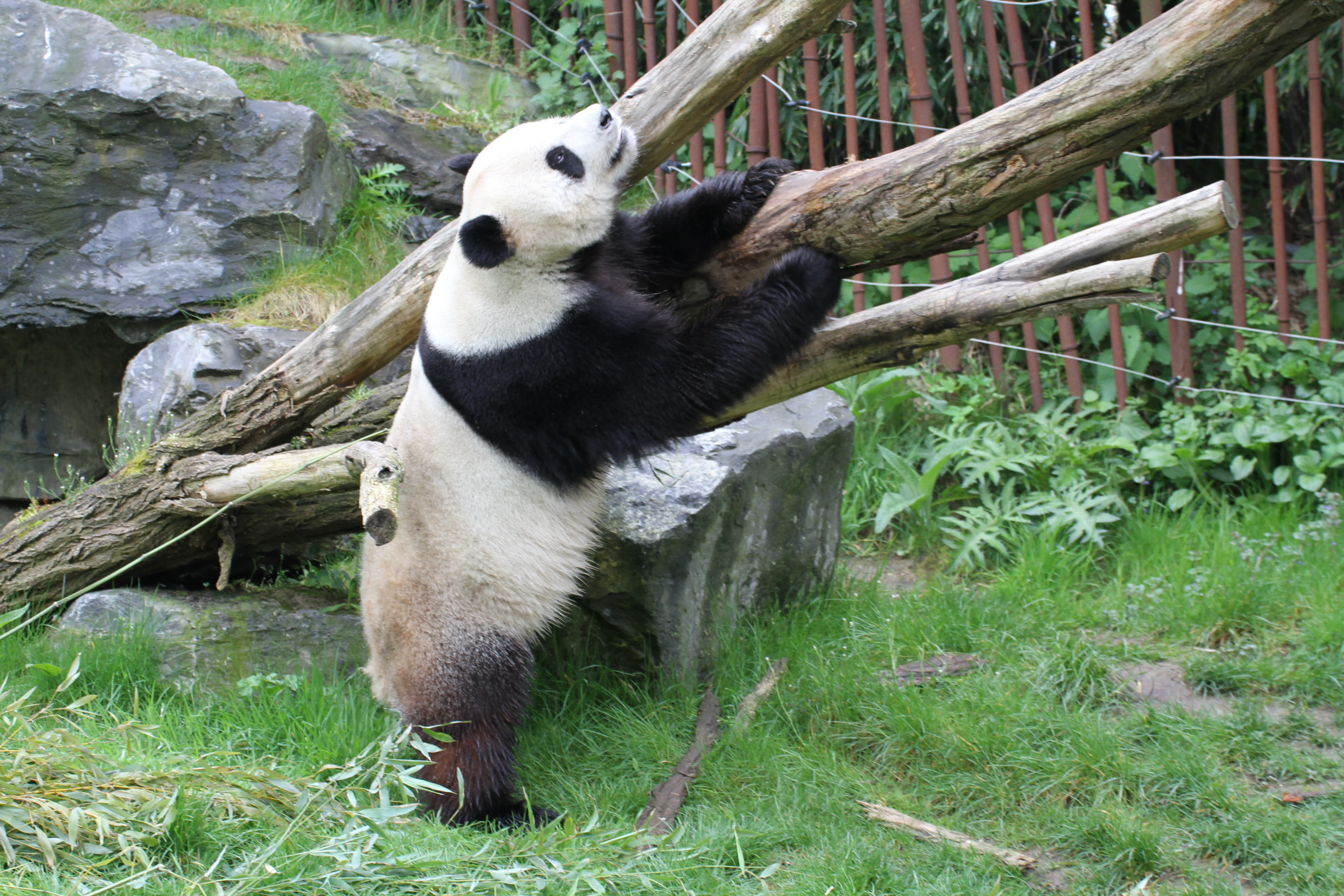 Pairi Daiza