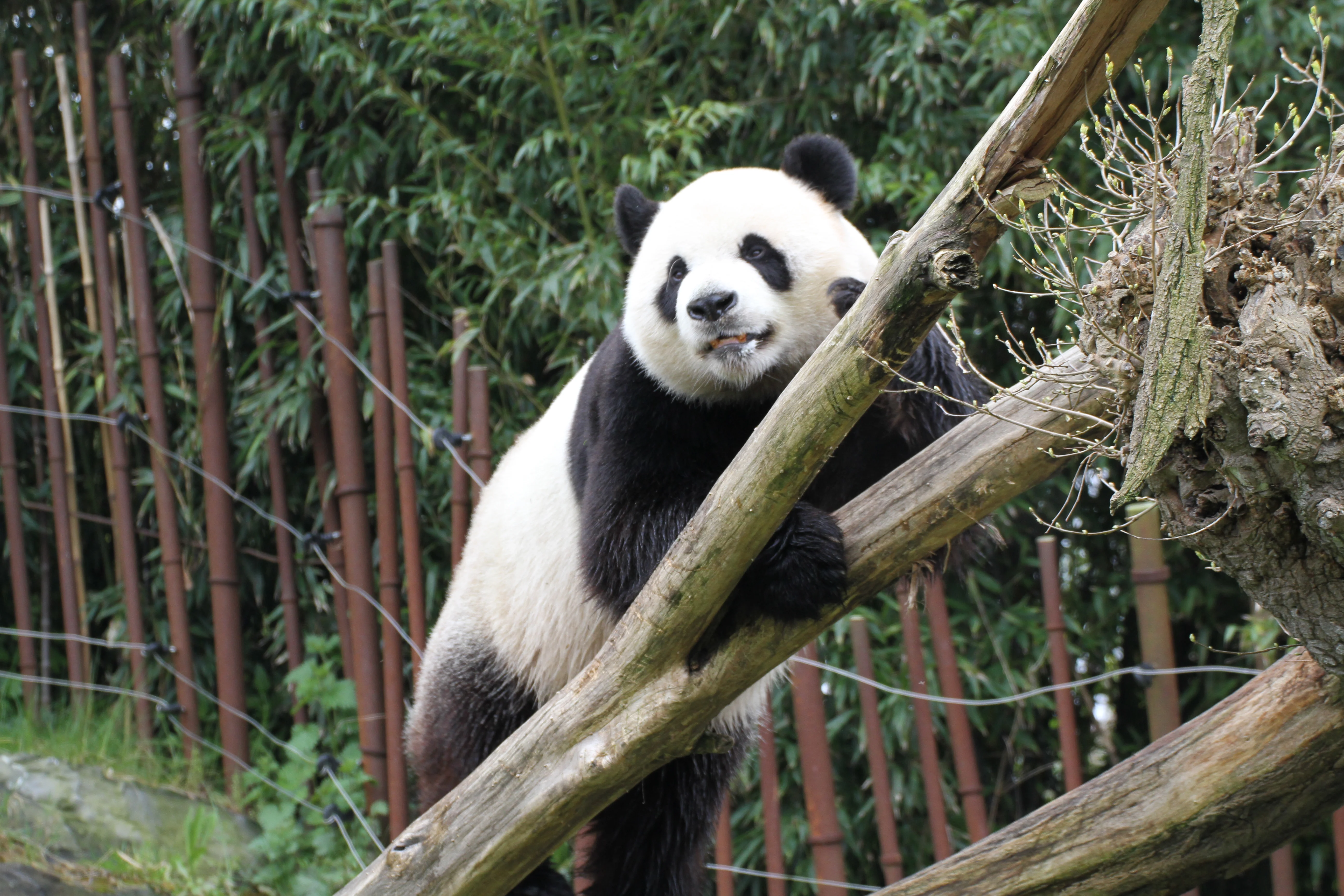 Pairi Daiza