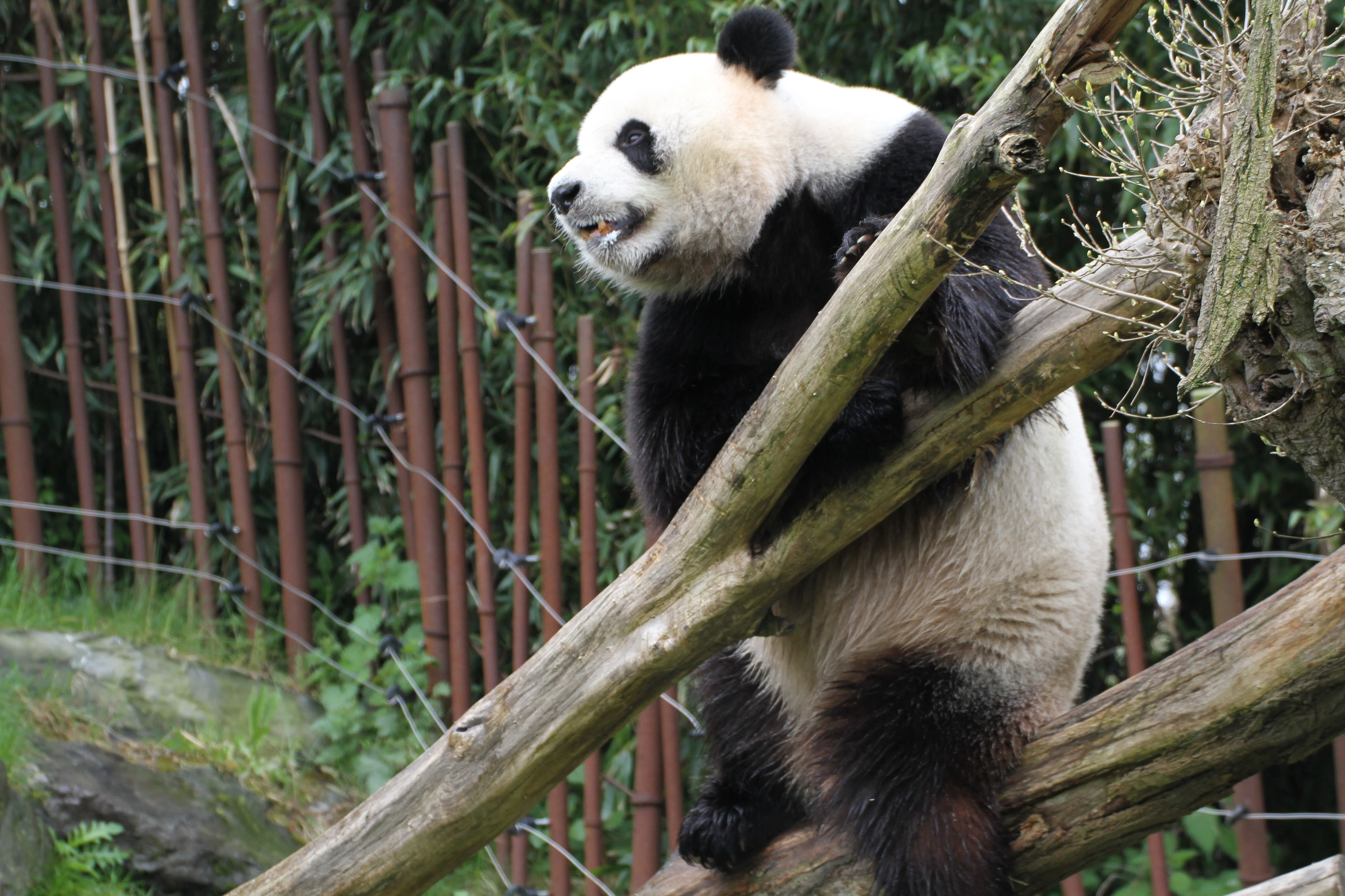 Pairi Daiza