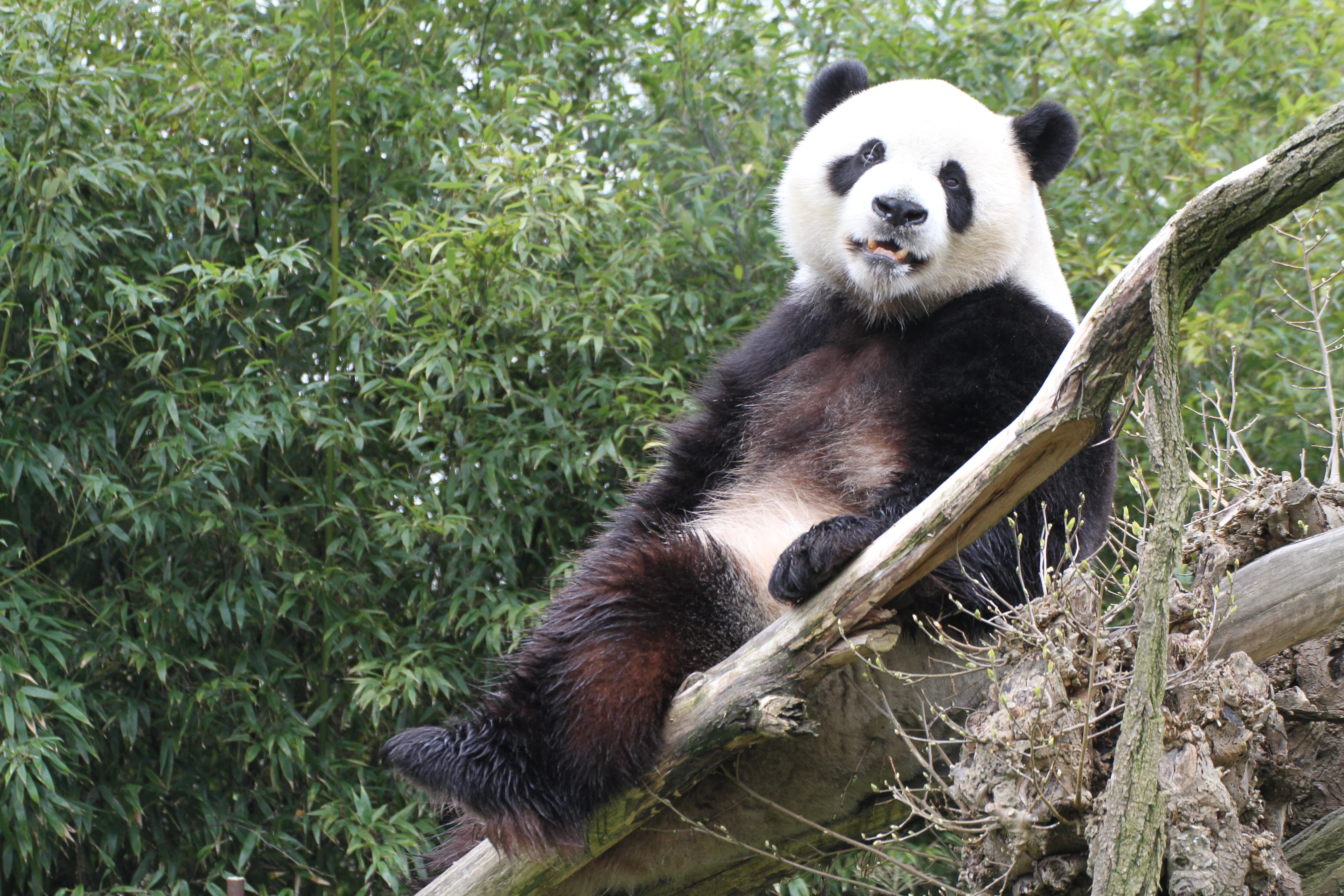 Pairi Daiza