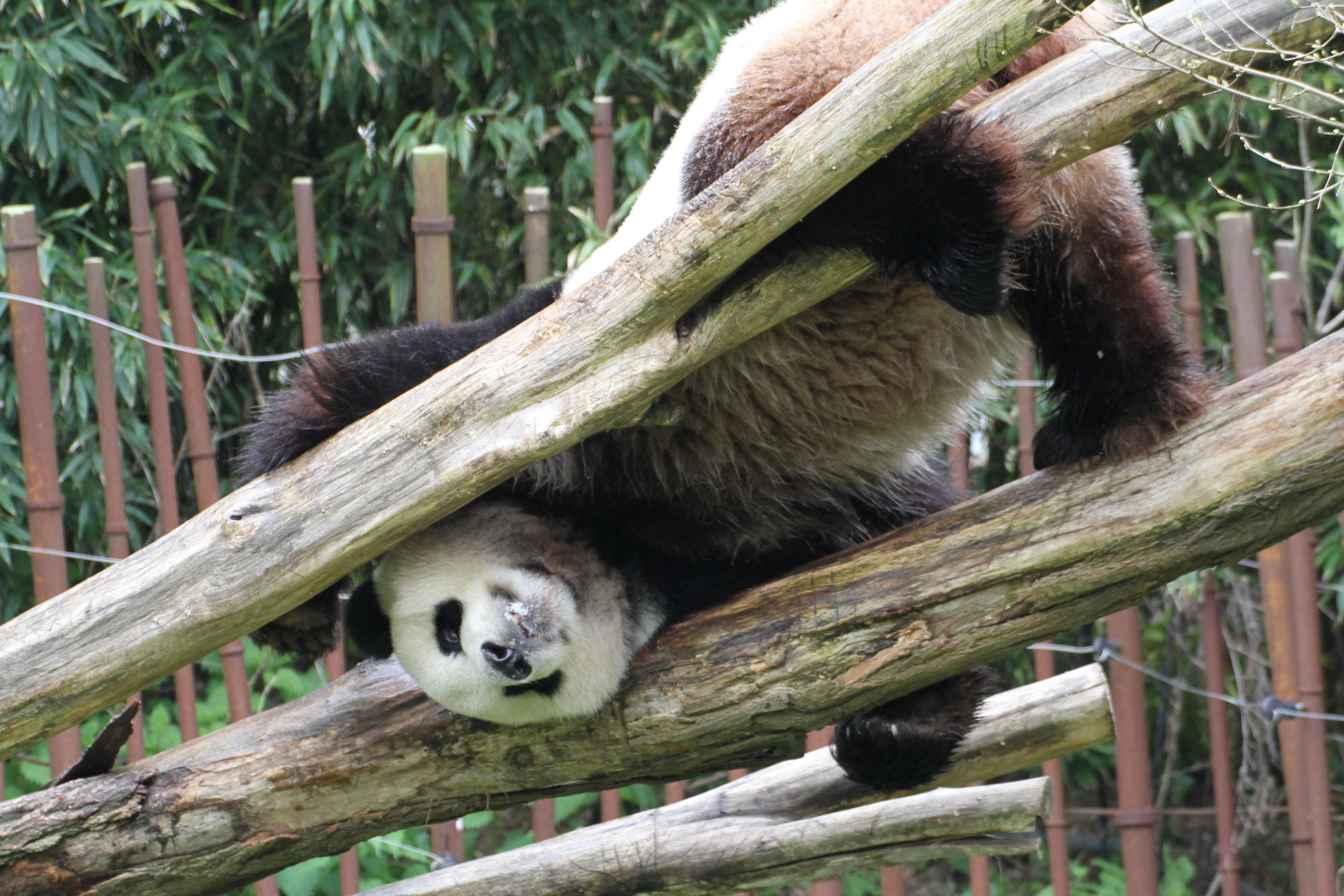 Pairi Daiza