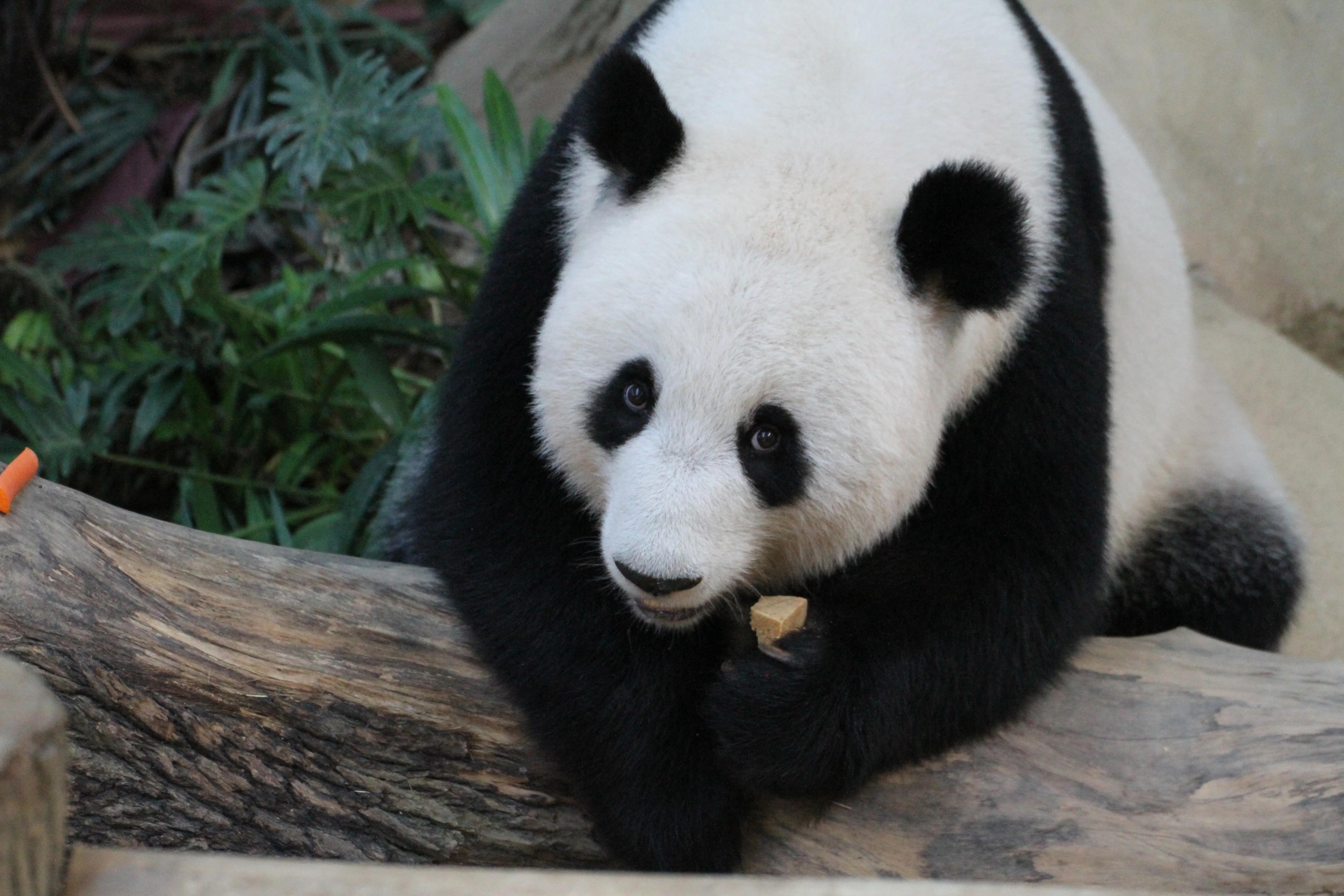 Zoo Negara Malaysia