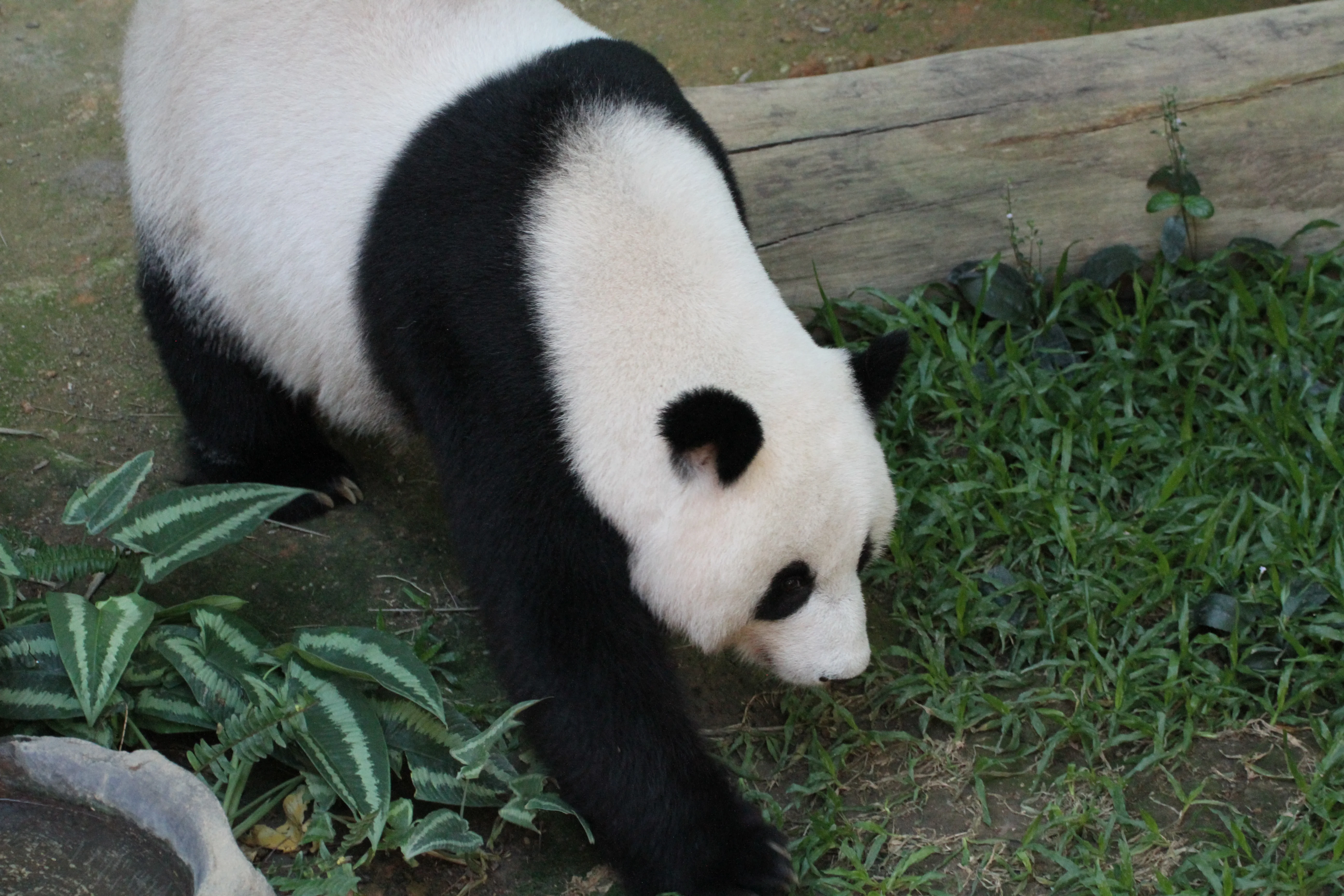 Zoo Negara Malaysia