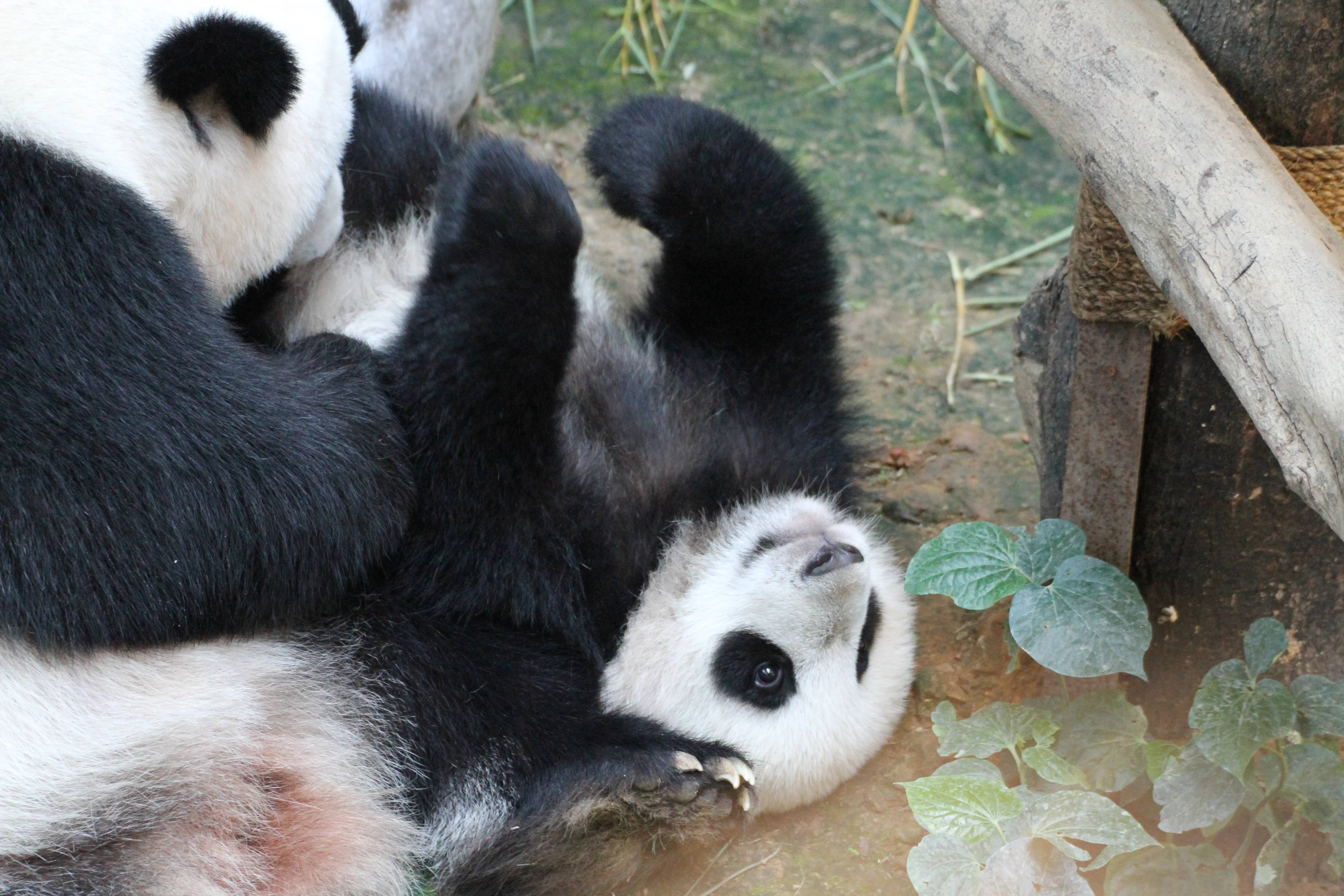 Zoo Negara Malaysia