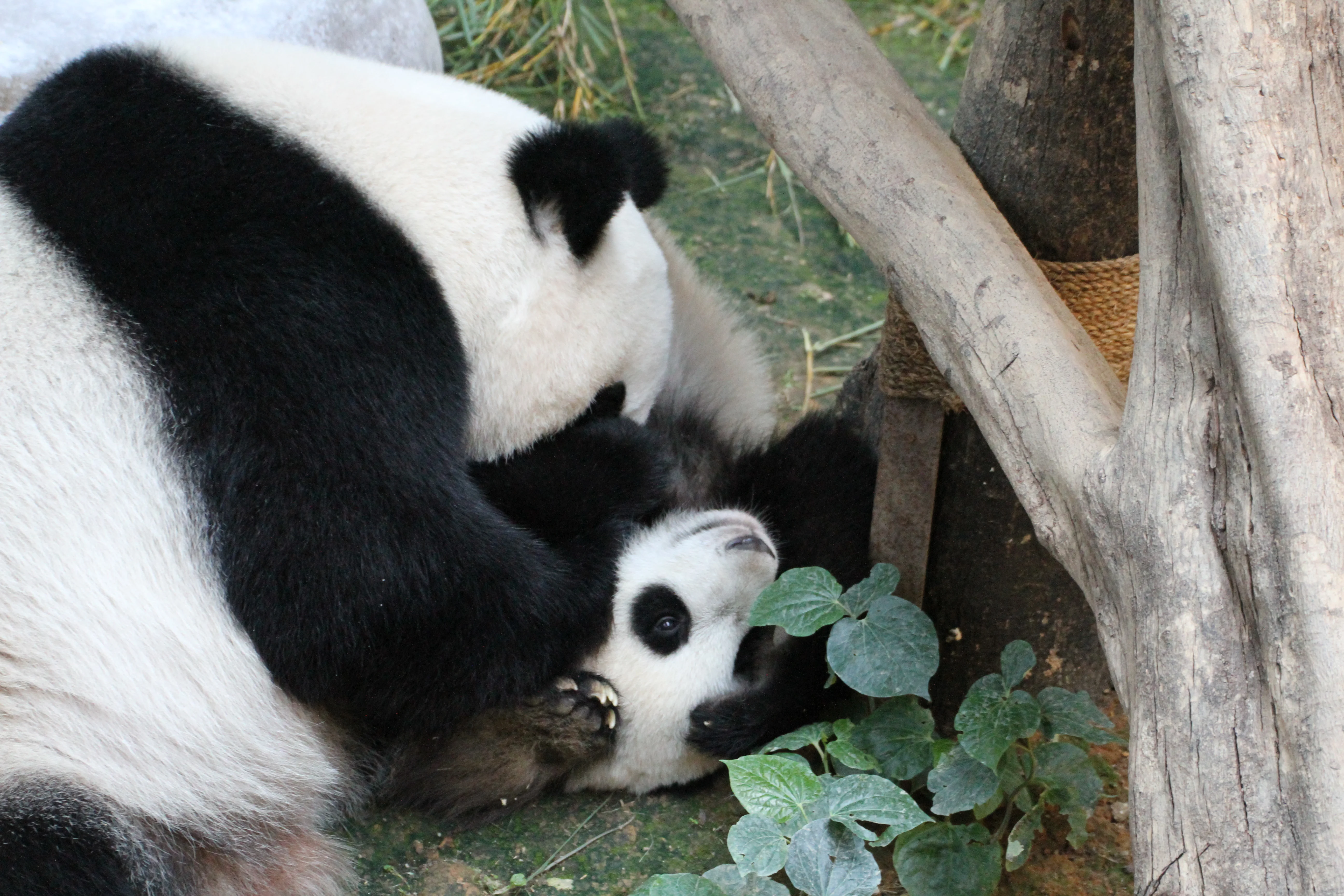 Zoo Negara Malaysia