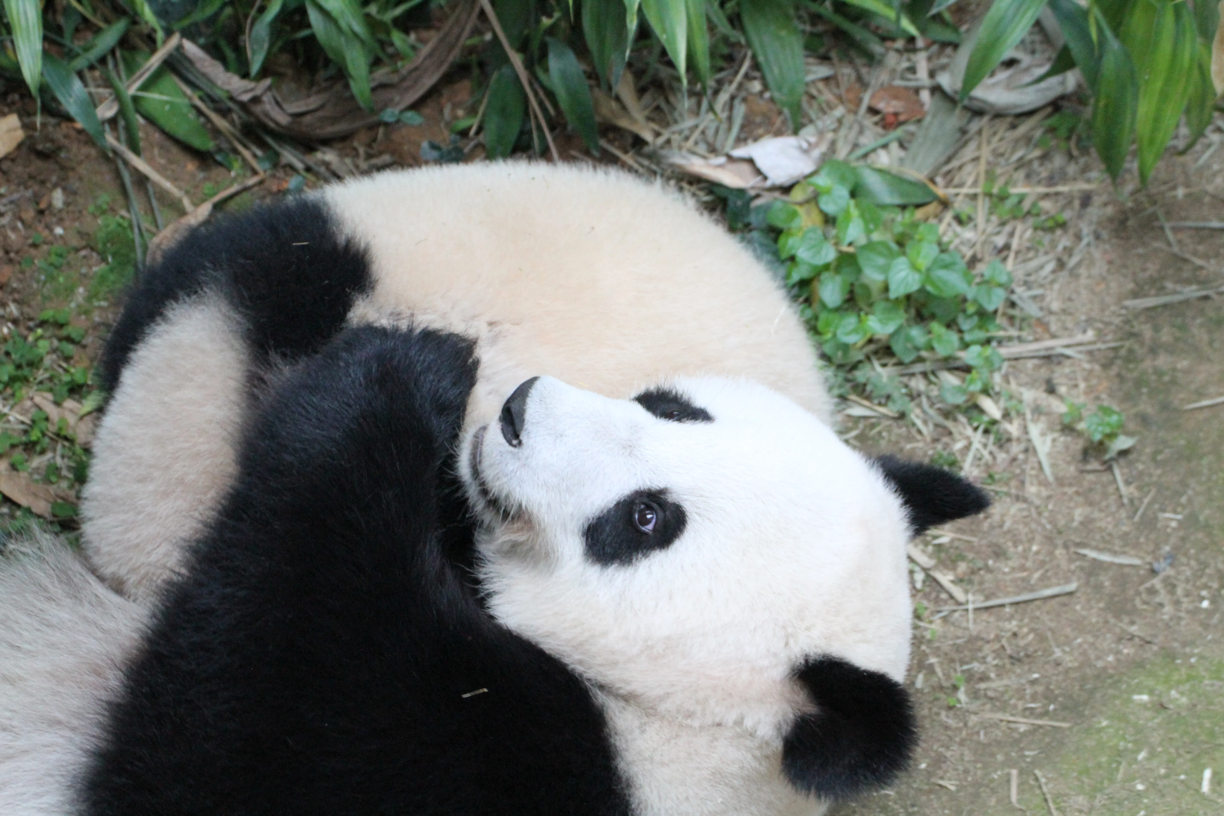 Zoo Negara Malaysia