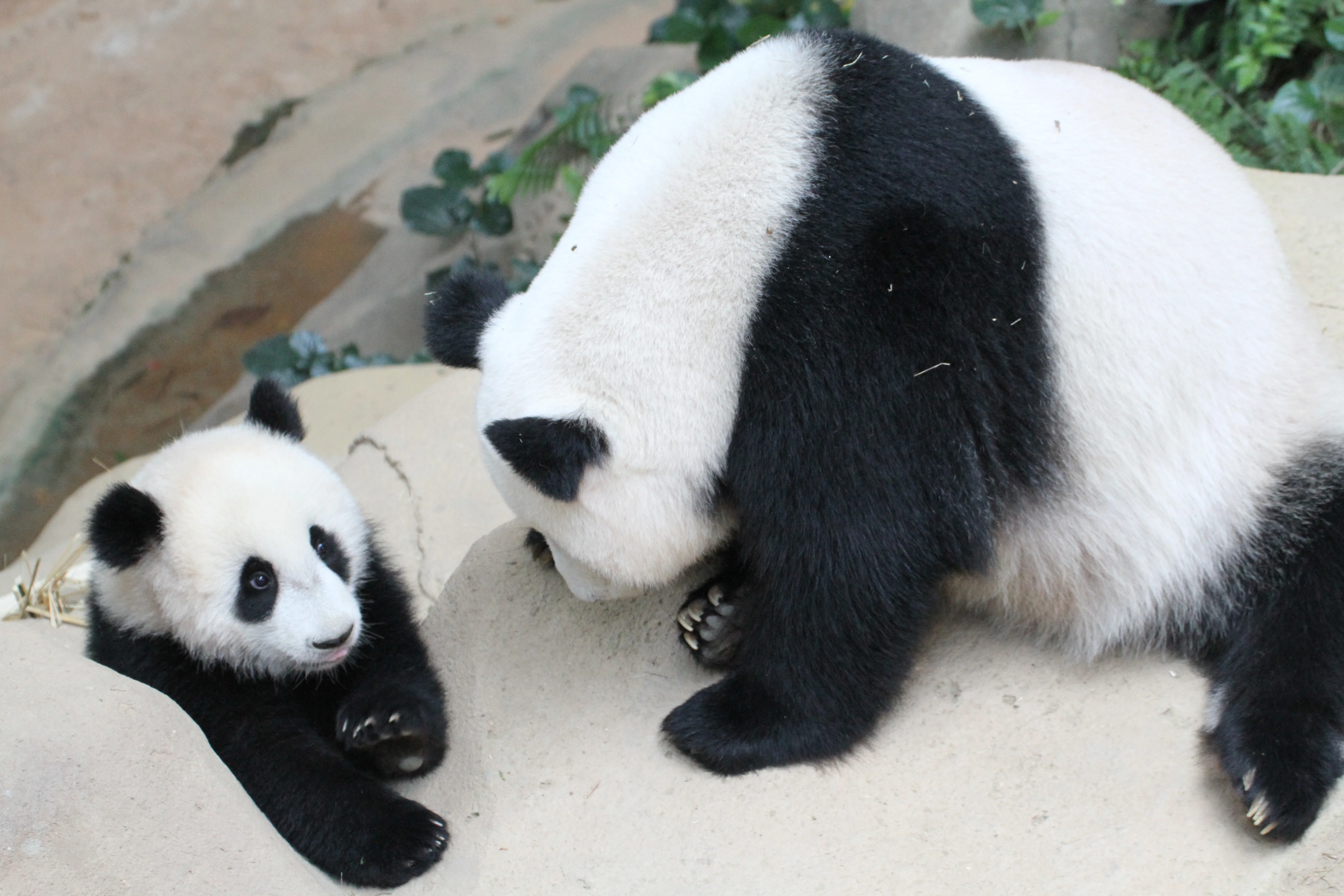 Zoo Negara Malaysia