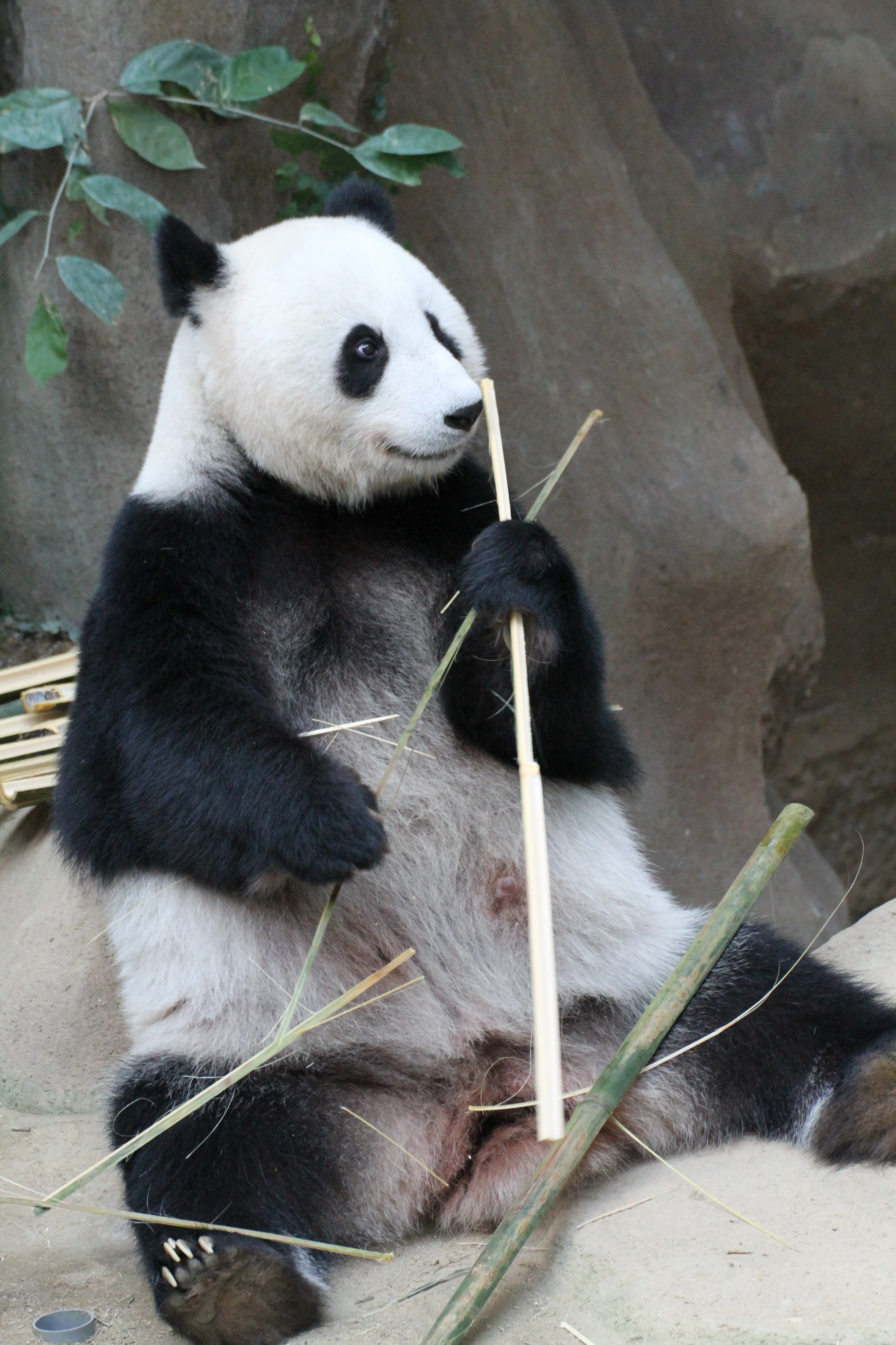 Zoo Negara Malaysia