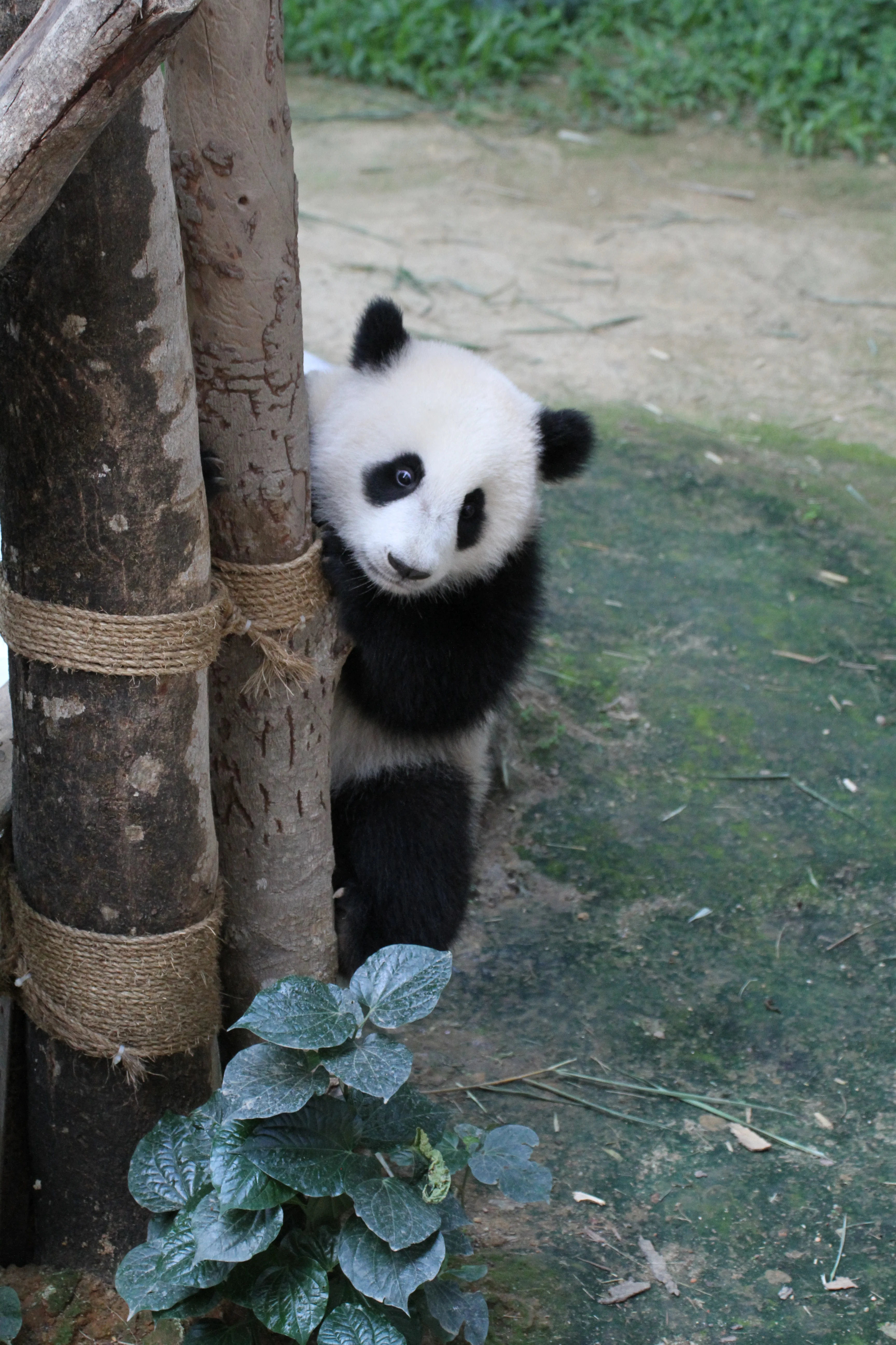 Zoo Negara Malaysia