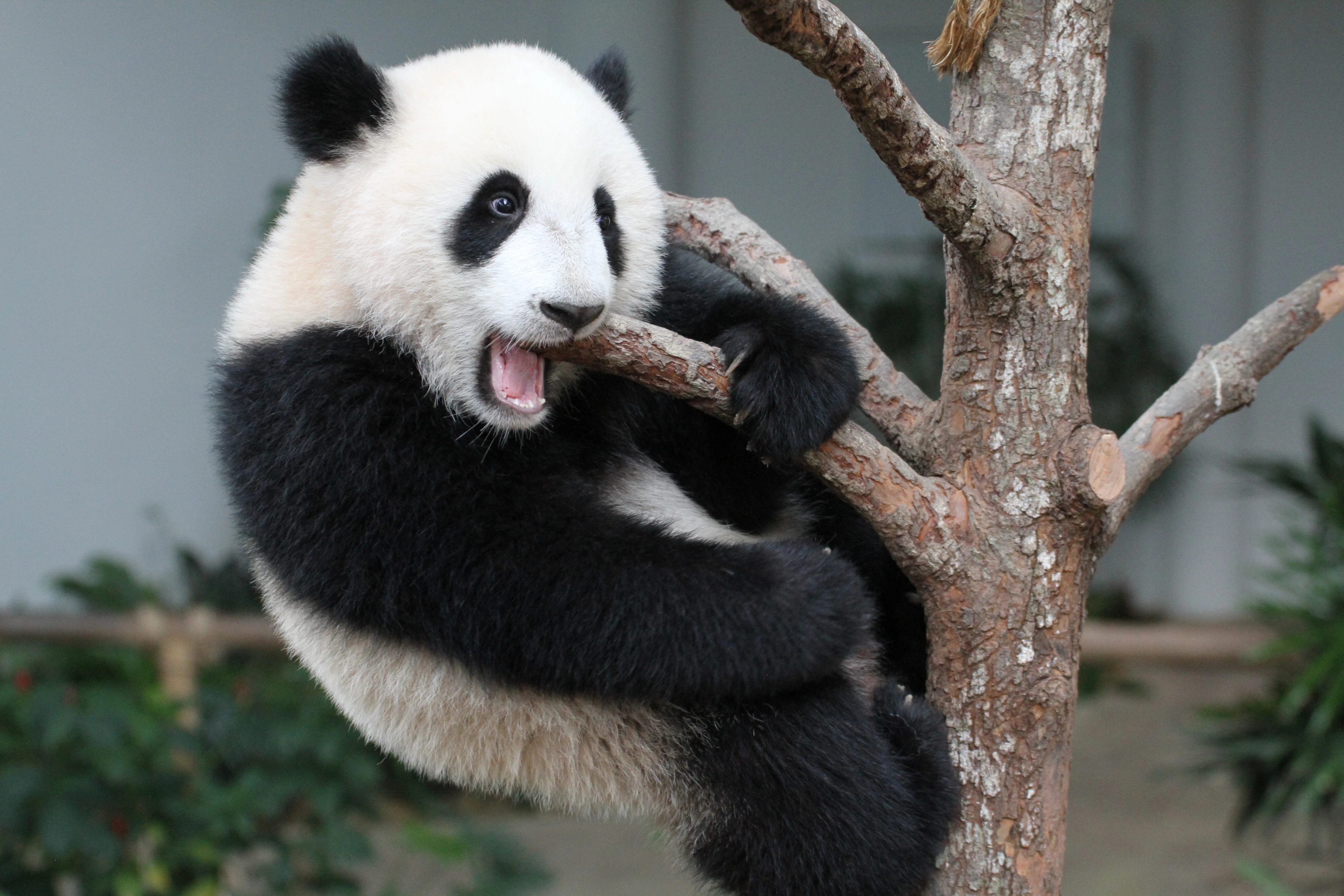 Zoo Negara Malaysia
