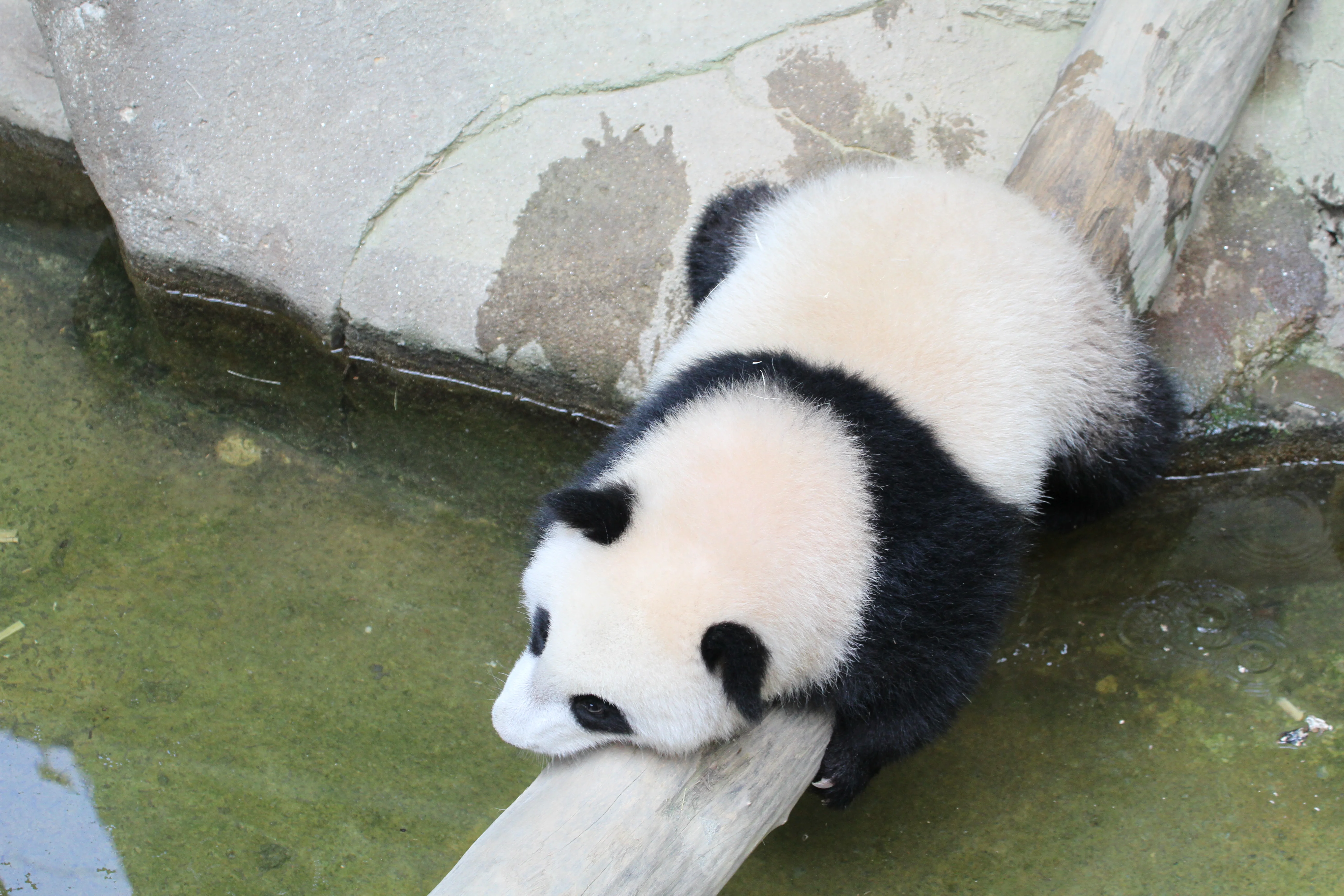 Zoo Negara Malaysia