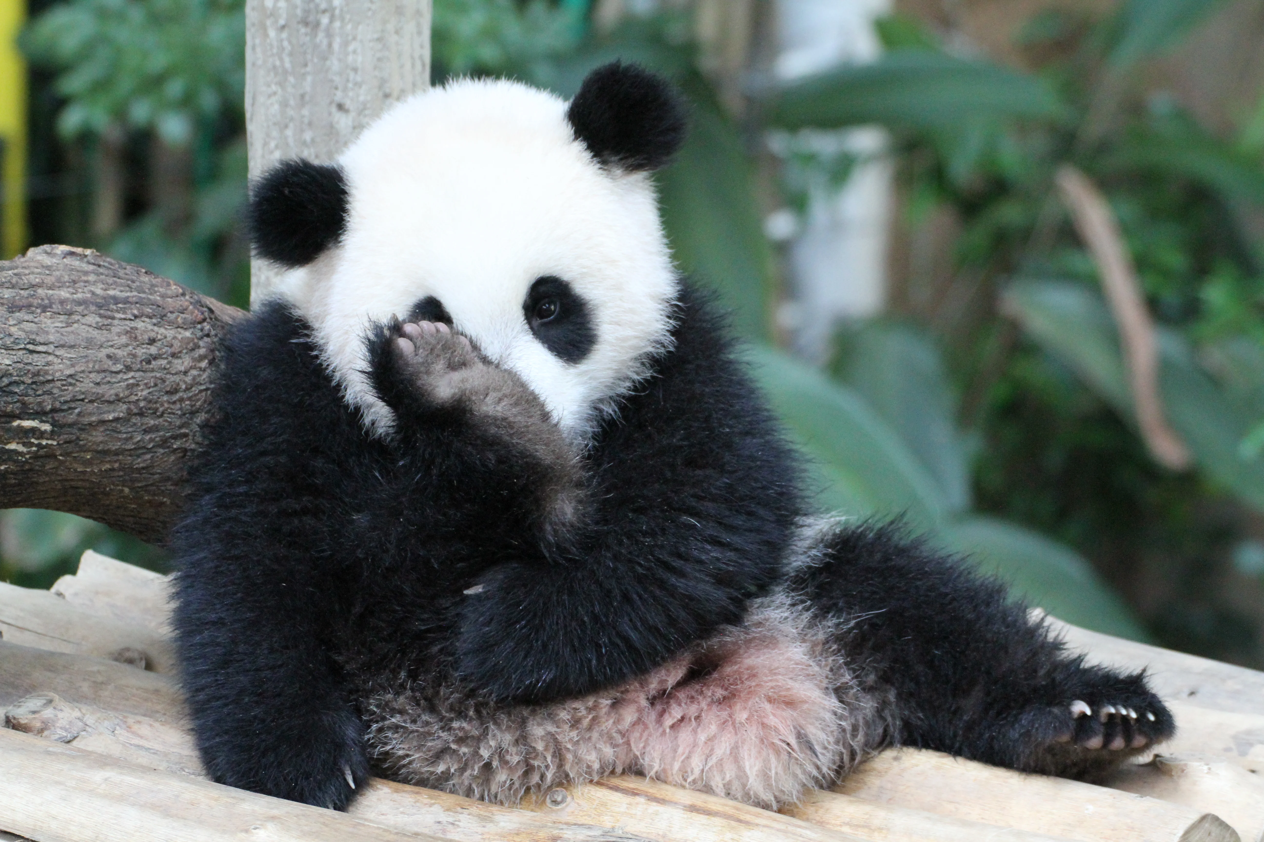 Zoo Negara Malaysia
