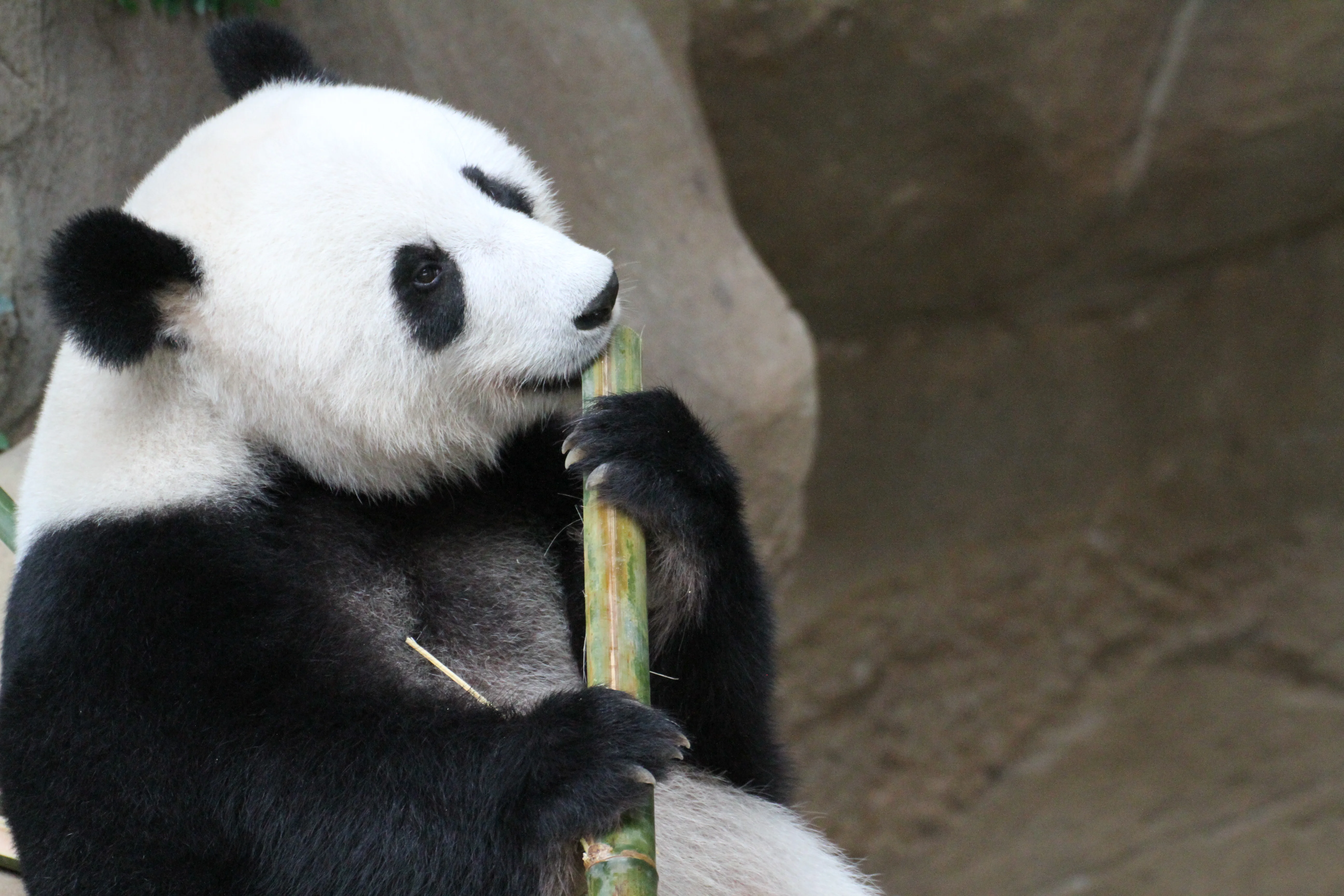 Zoo Negara Malaysia